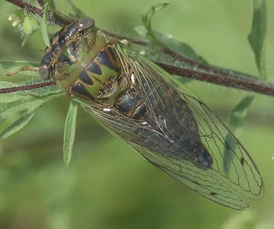 Green And Black Cicada Bug Prophecy And Symbolism