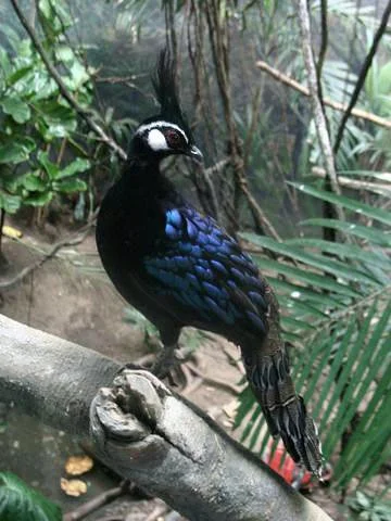 Palawan peacock-pheasant Prophecy And Symbolism