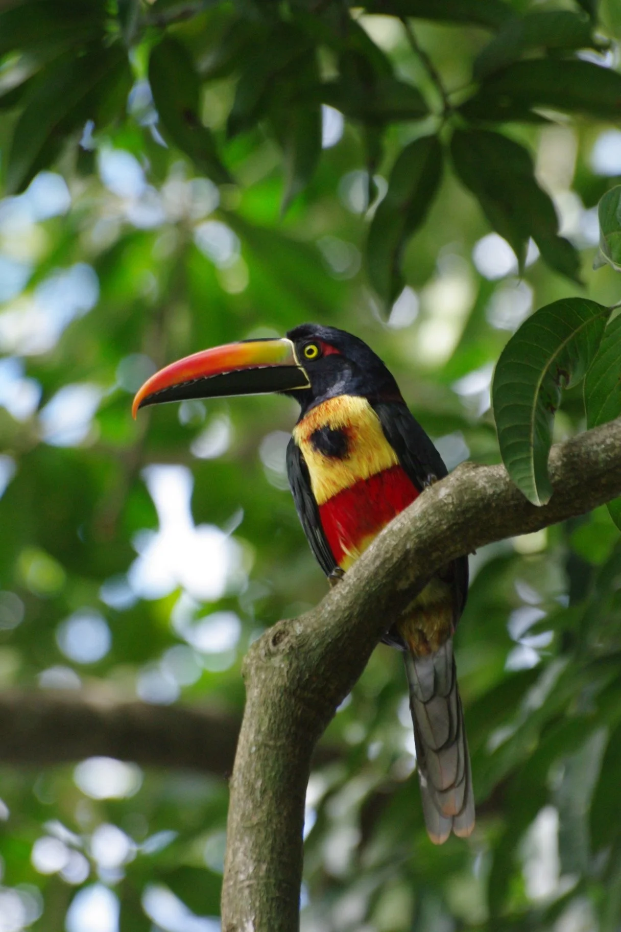 Fiery-billed aracari Prophecy And Symbolism