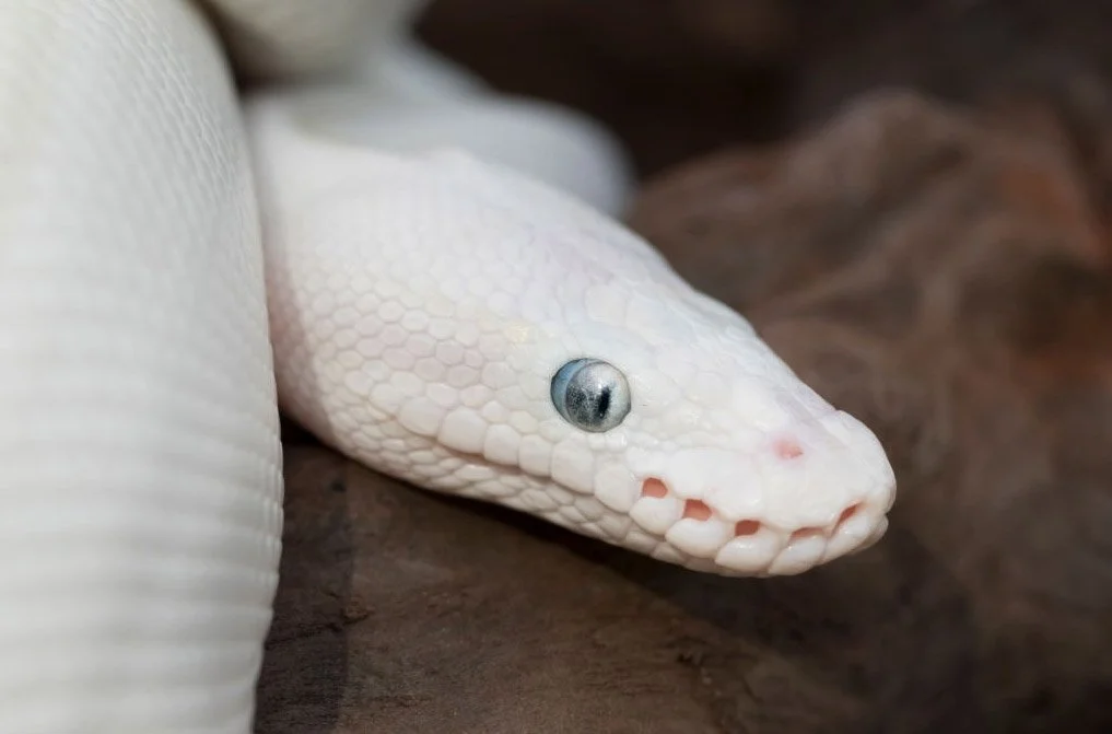 Blue Eyed Leucistic Ball Python Prophecy And Symbolism