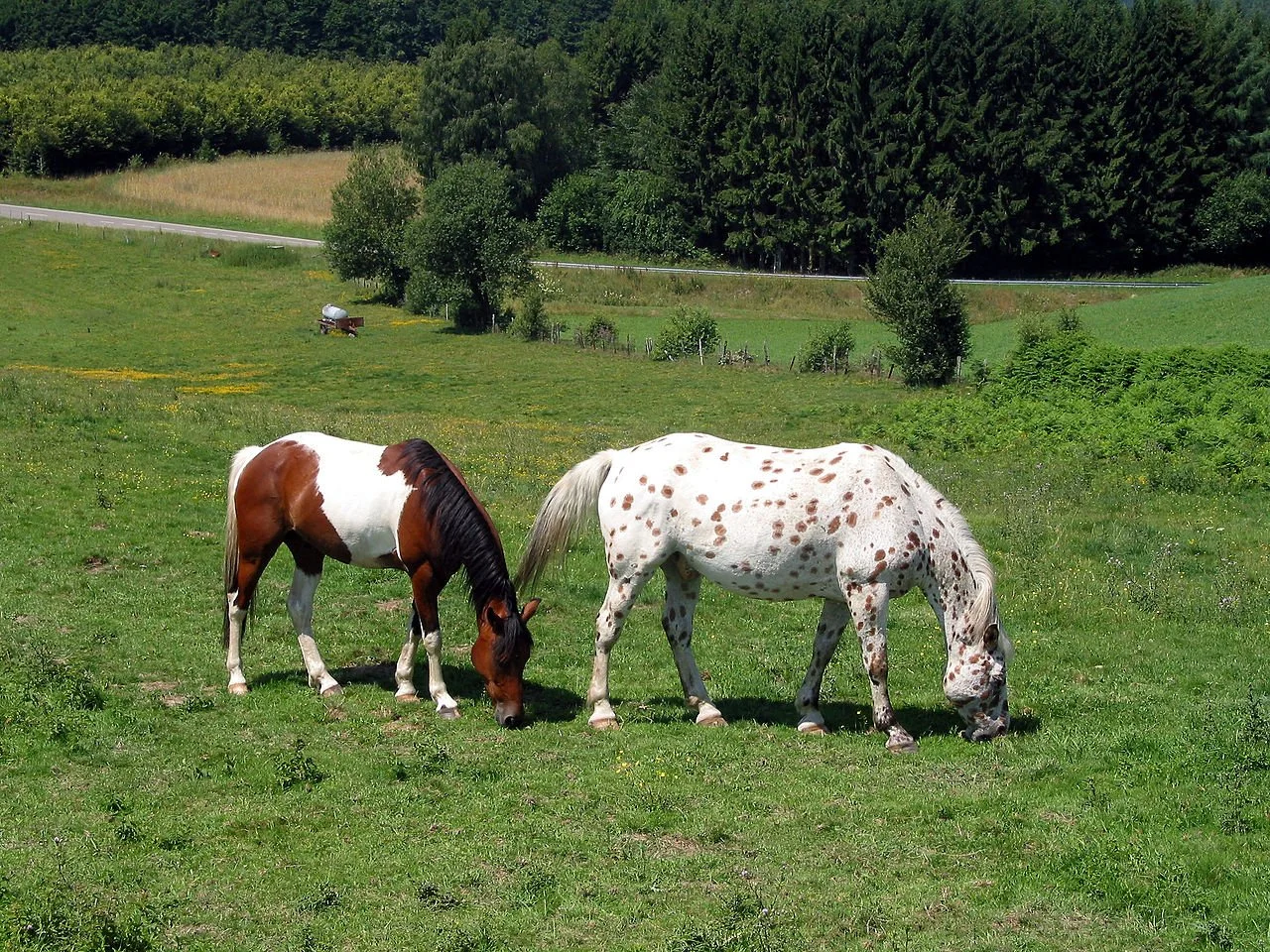 Appaloosa Horse Prophecy And Symbolism