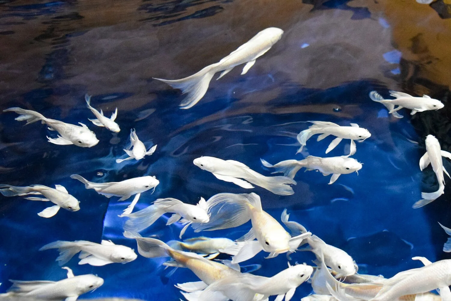 Platinum Koi Fish Prophecy And Symbolism