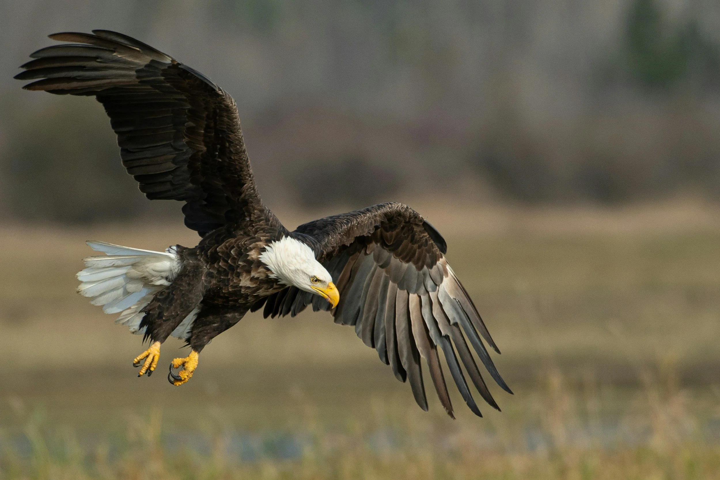 Prayer And Prophecy From Bald Eagle