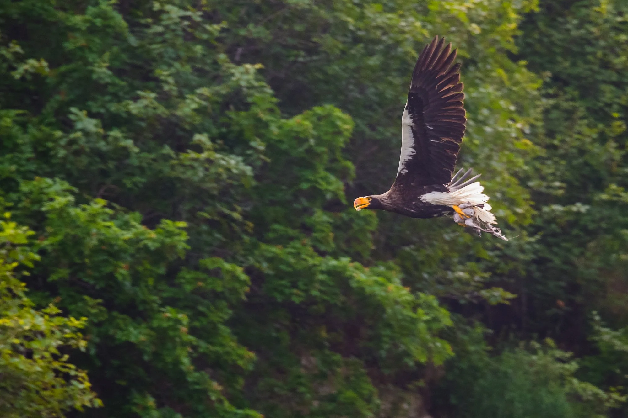 Giant Stellar Sea Eagle Prophecy And Symbolism