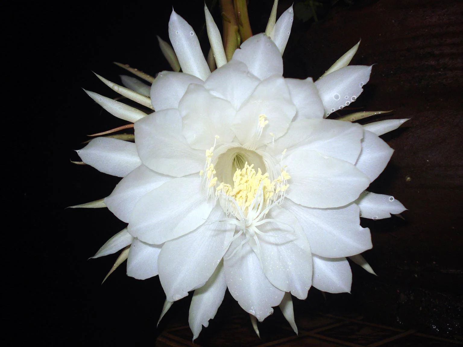 Queen Of The Night Corpse Flower