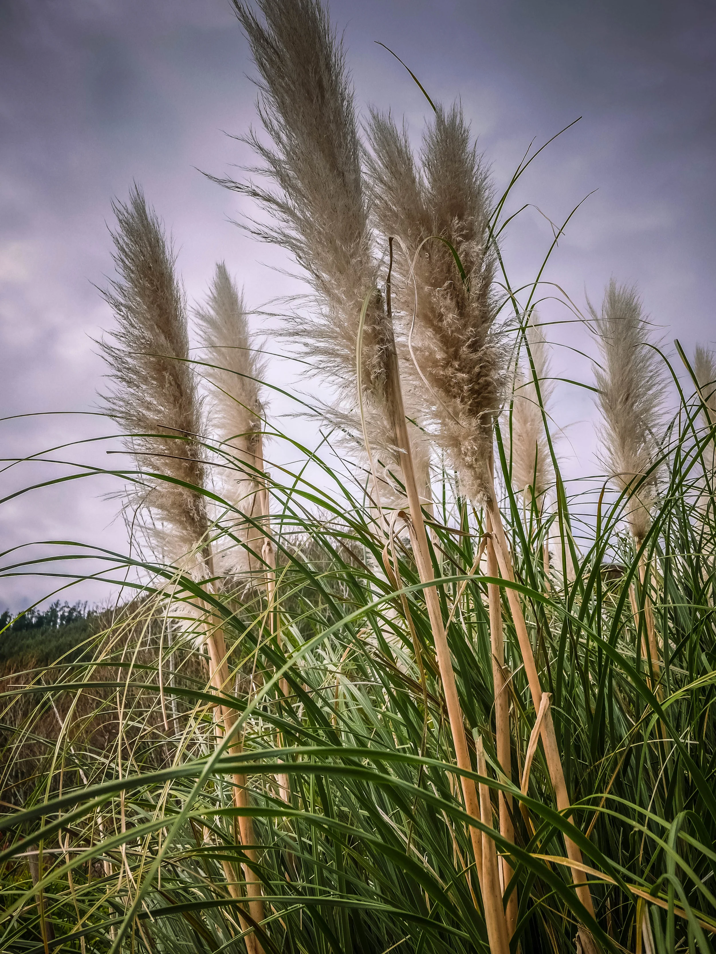 Lee Valley ToiToi.jpg