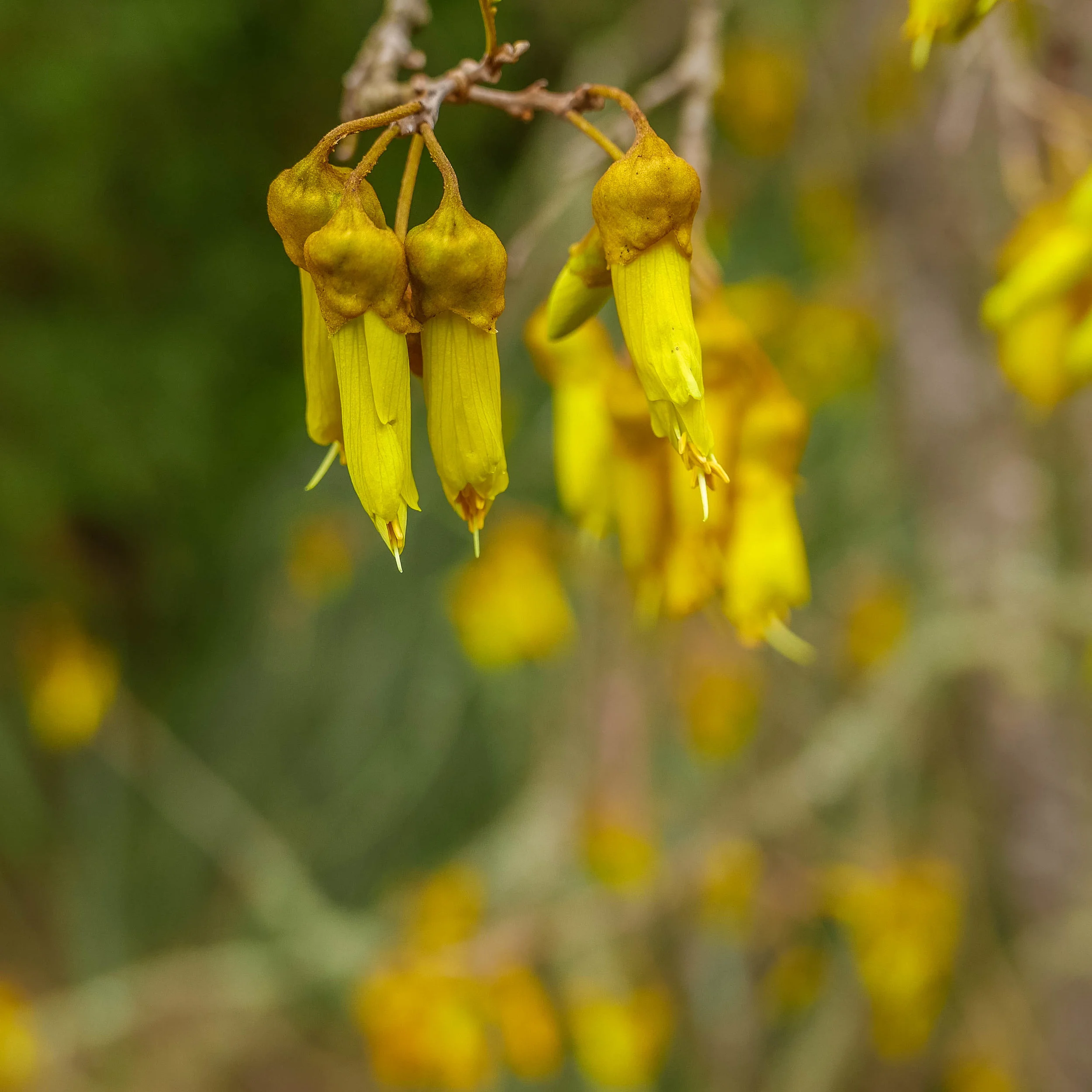 Kowhai.jpg