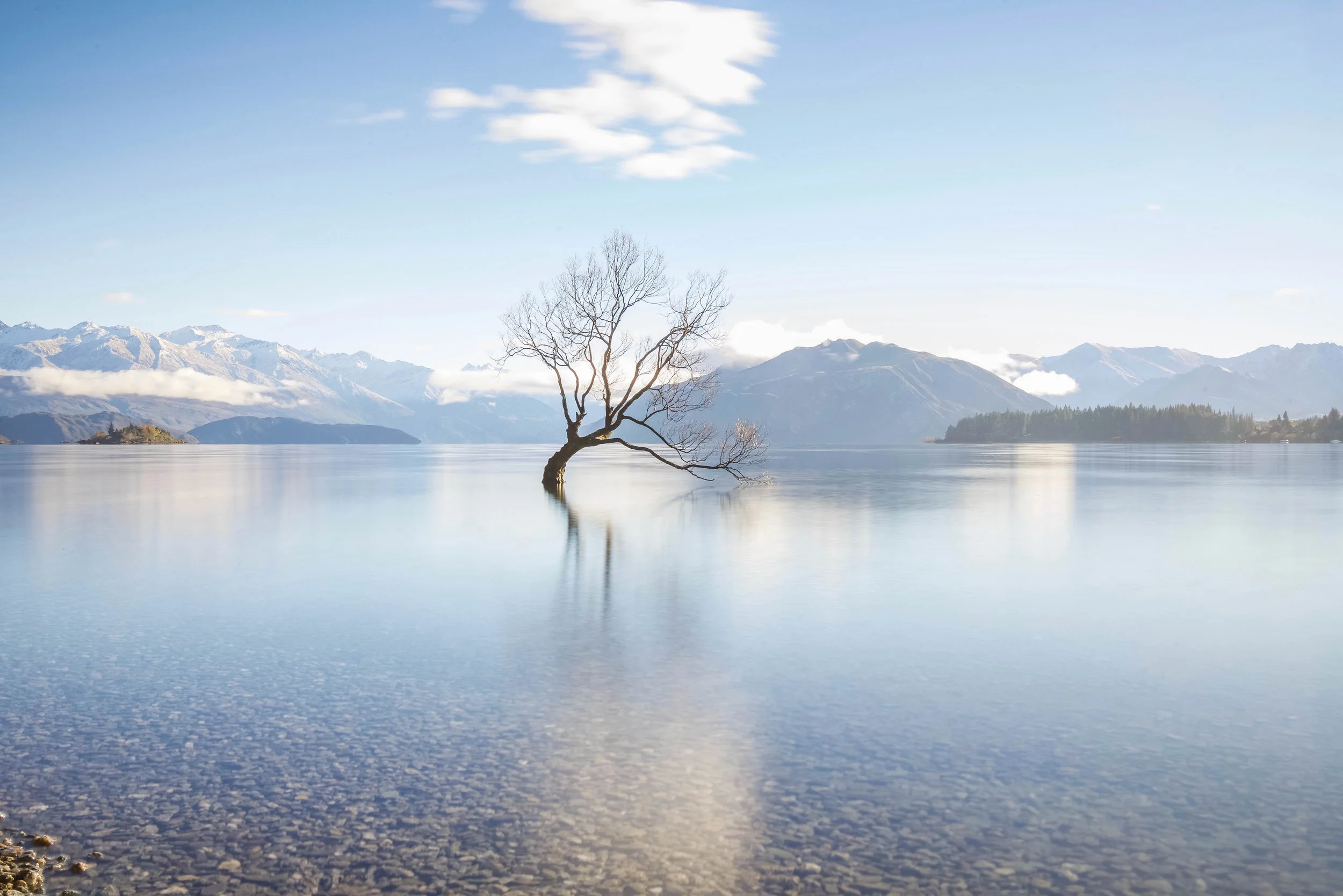 Wanaka Tree3.jpg