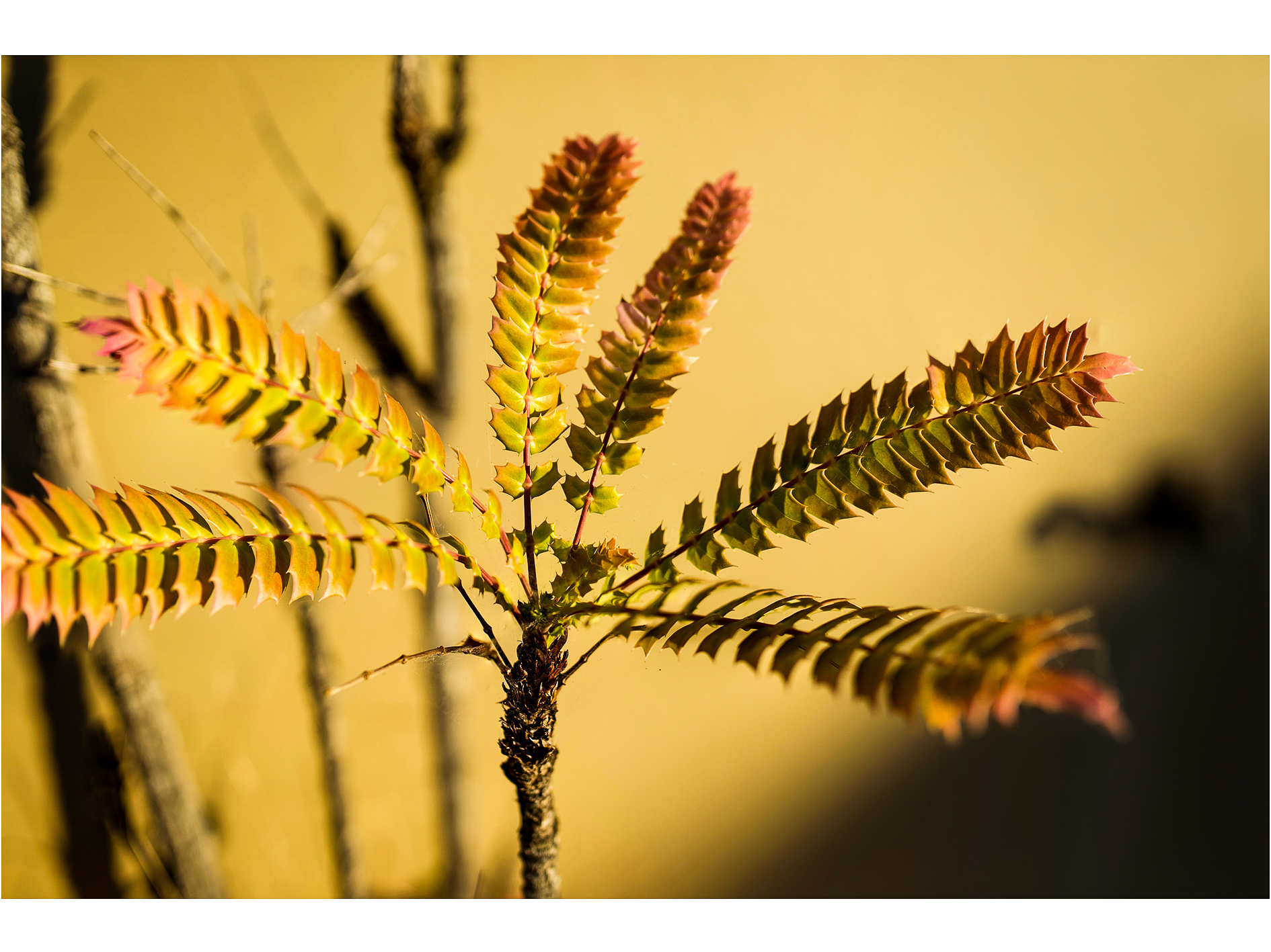 Fern.jpg