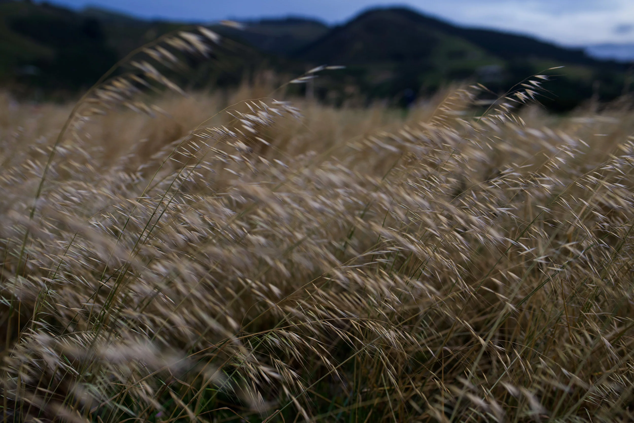 _DSC0907.jpg