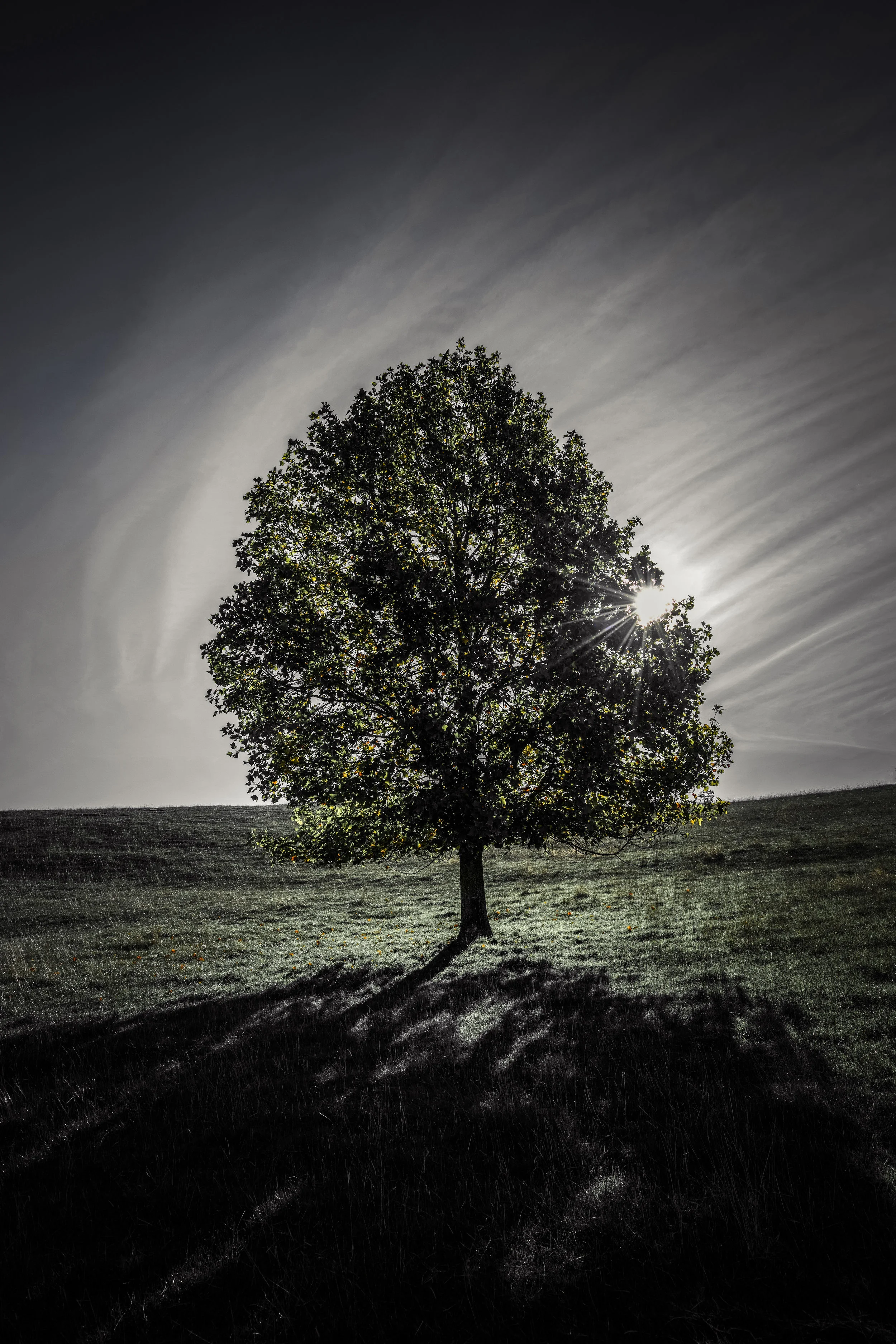 Tree.jpg