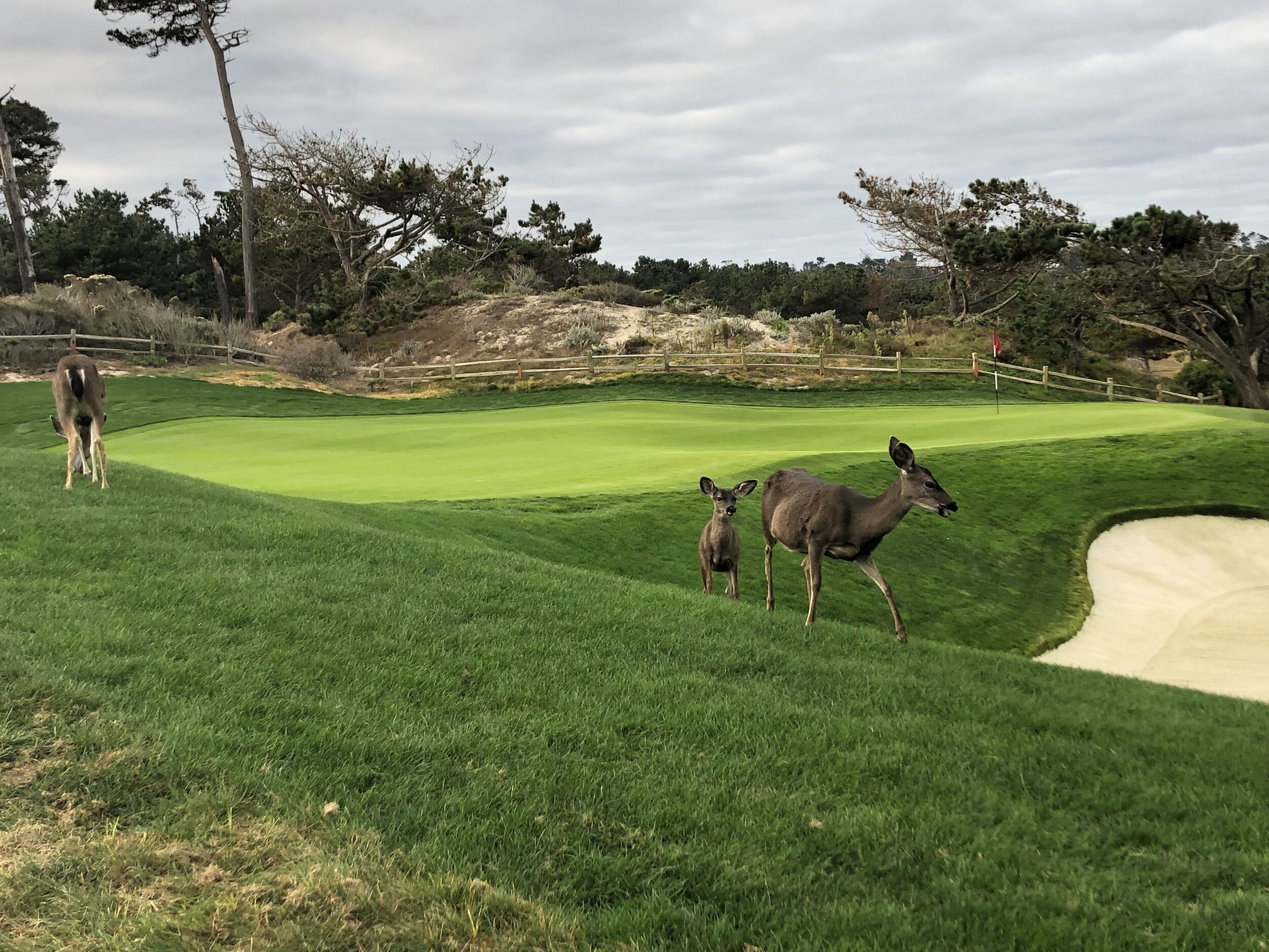 Spanish Bay