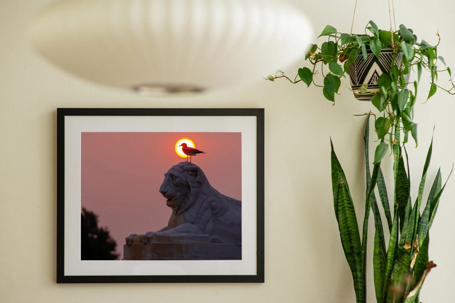 RS2_8383 copy_frame.jpg