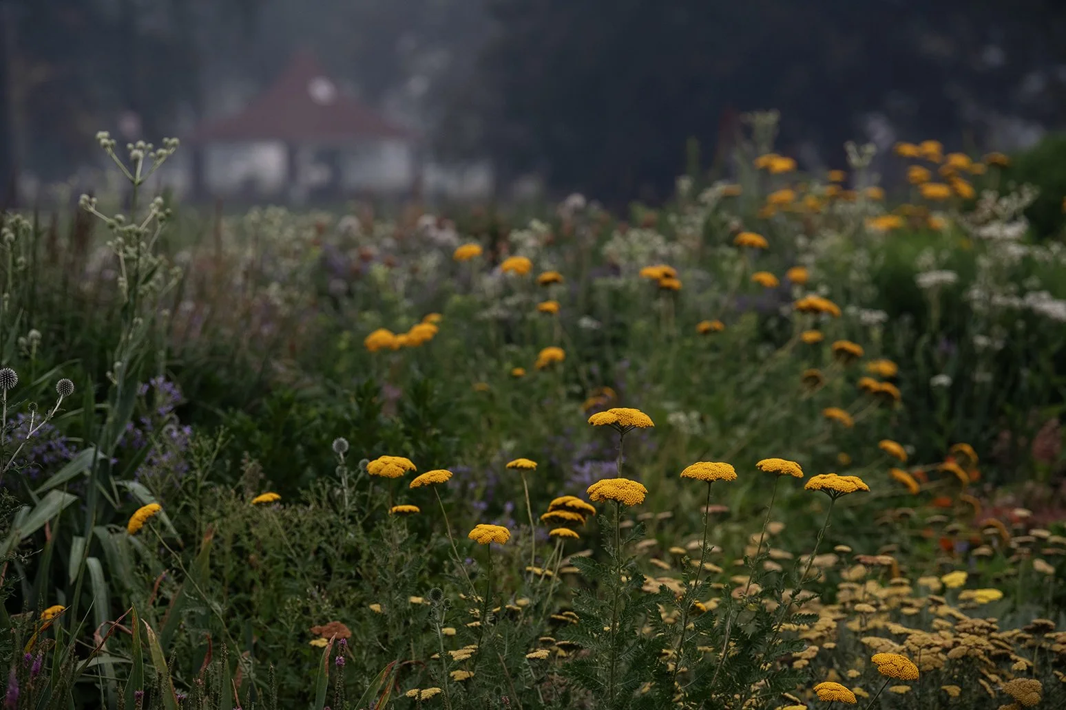 Wildfire smoke blankets the sky above Belle Isle in Detroit, Michigan, creating subdued light and hazy conditions.