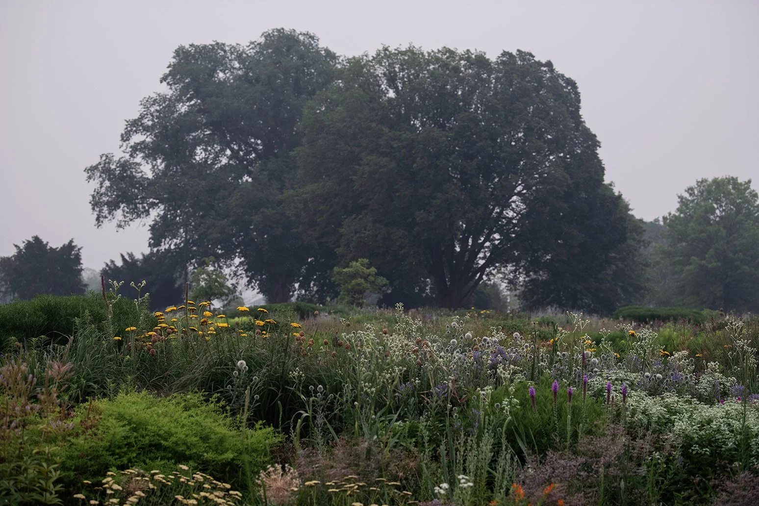 View across Belle Isle in Detroit, Michigan, as wildfire smoke creates muted skies and distant haze.