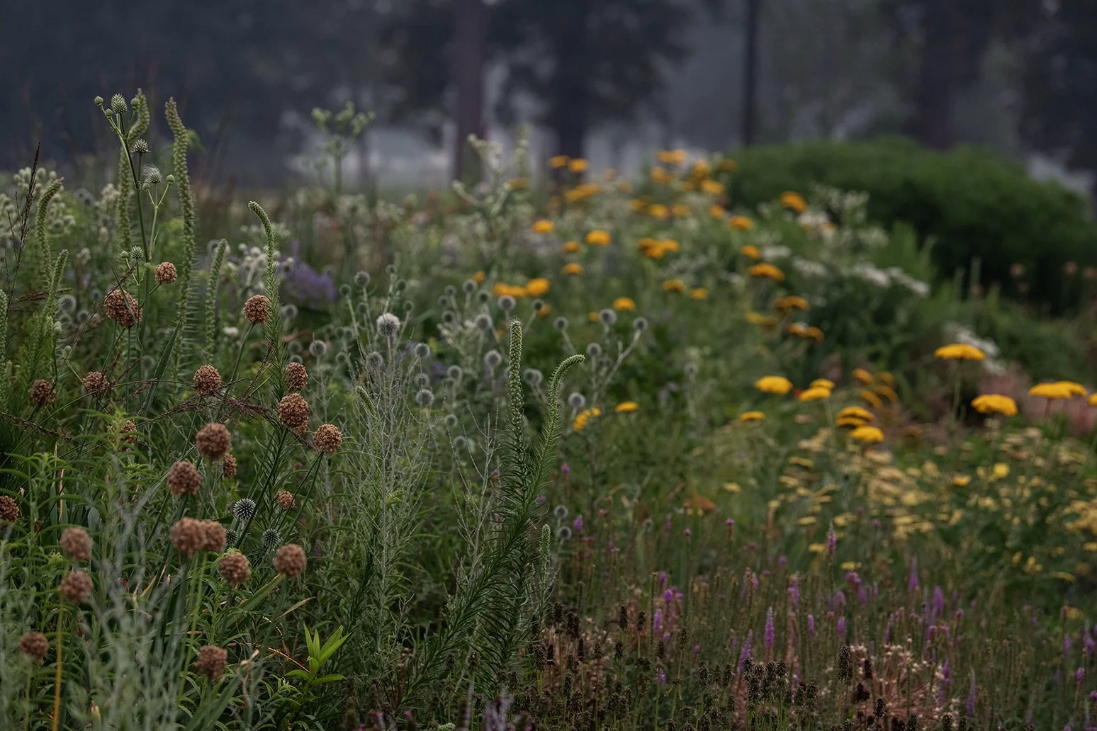 Photograph of Belle Isle in Detroit, Michigan, documenting the effects of wildfire smoke on the summer landscape.