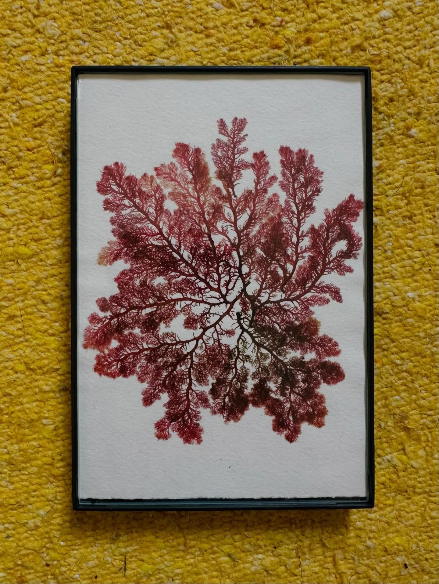 I was inspired by @theseaweedstudio and their process of preserving the ocean&rsquo;s beauty. Grateful for the opportunity to collect washed up seaweed while visiting the pacific. Grateful to have space to slow down and treasure the little things in 