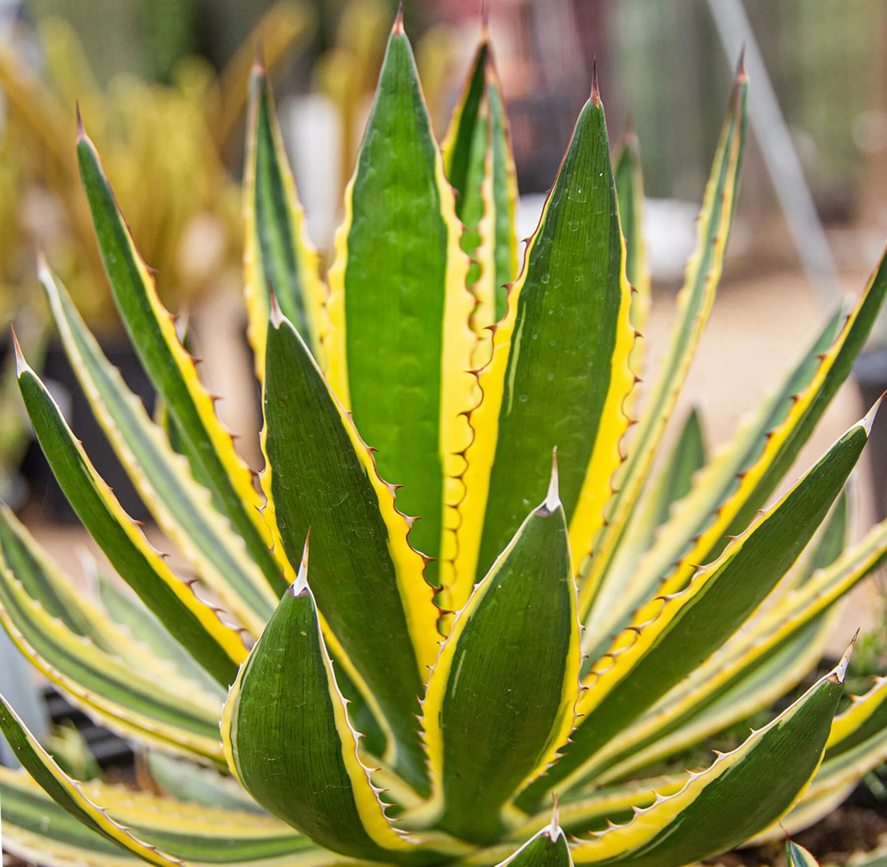Agave lophantha Quadricolor.jpg