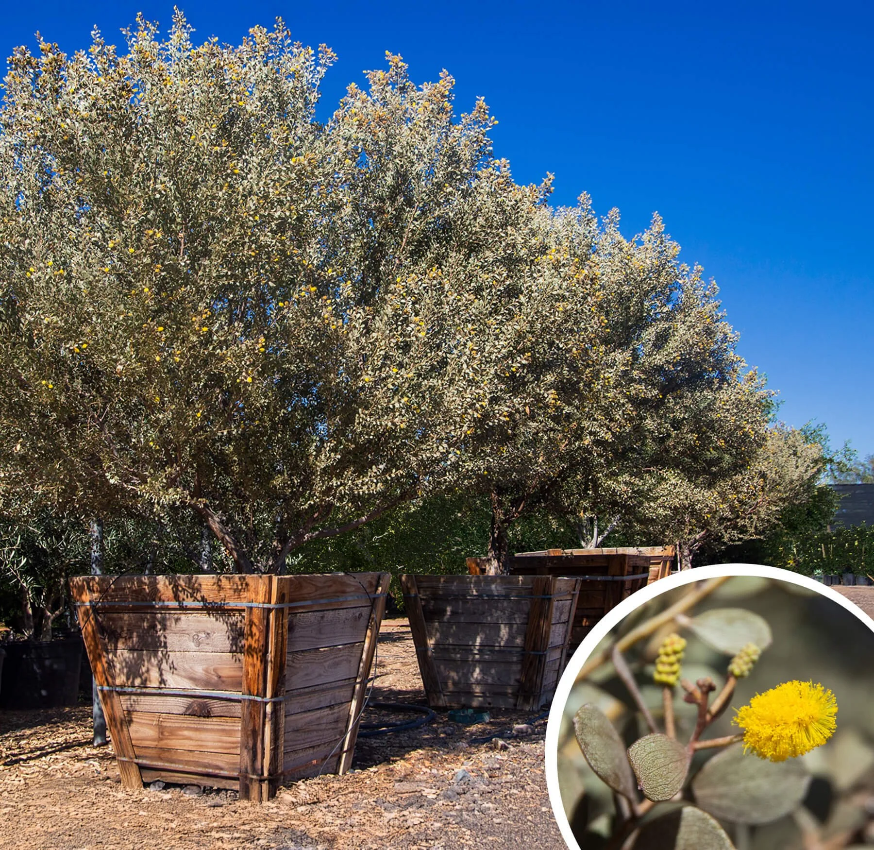 Acacia craspedocarpa.jpg