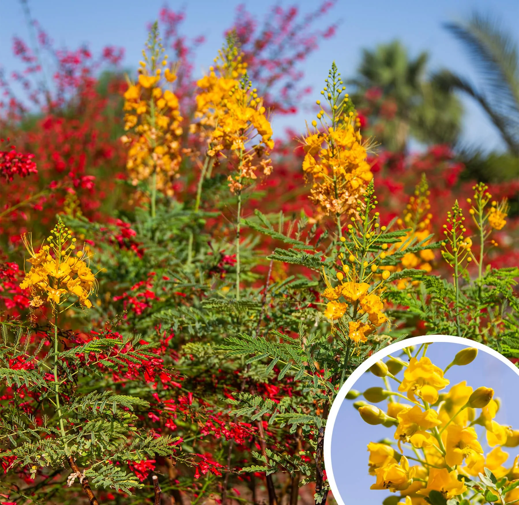 Caesalpinia-gilliesii_Yellow-bird-of-paradise.jpg