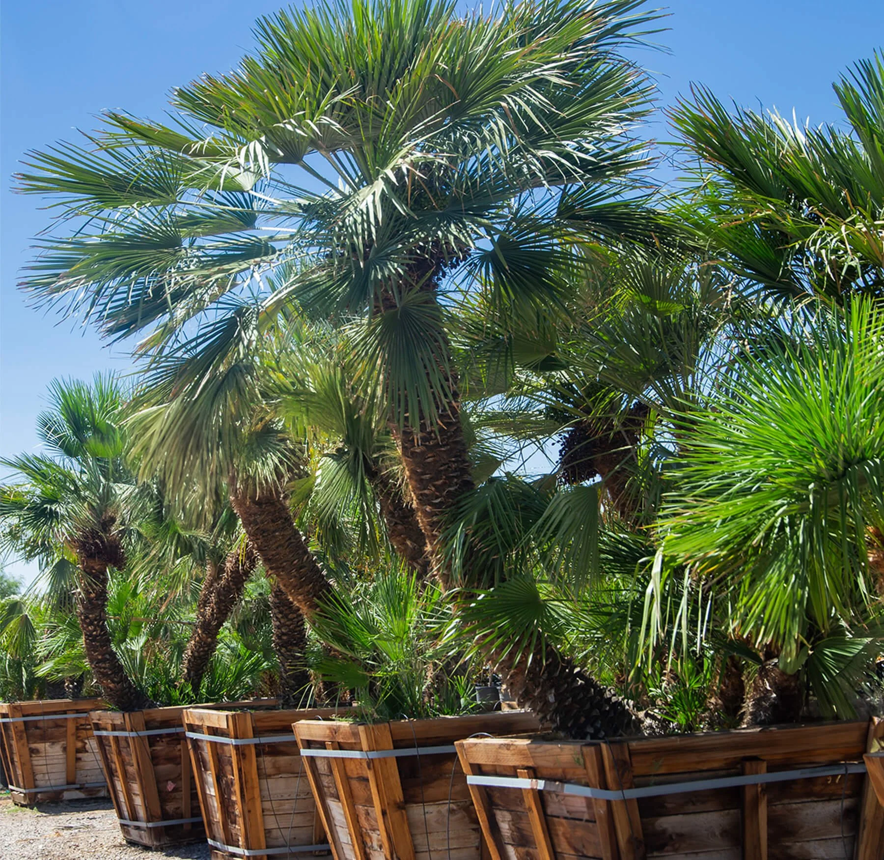 Chamaerops-humilis.jpg