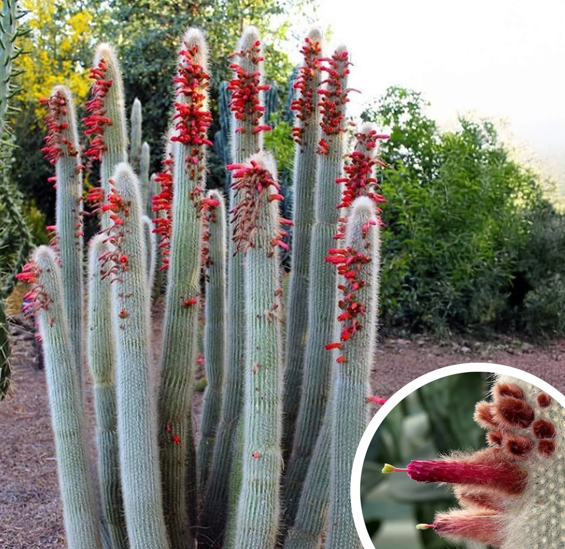 Cleistocactus-strausii.jpg