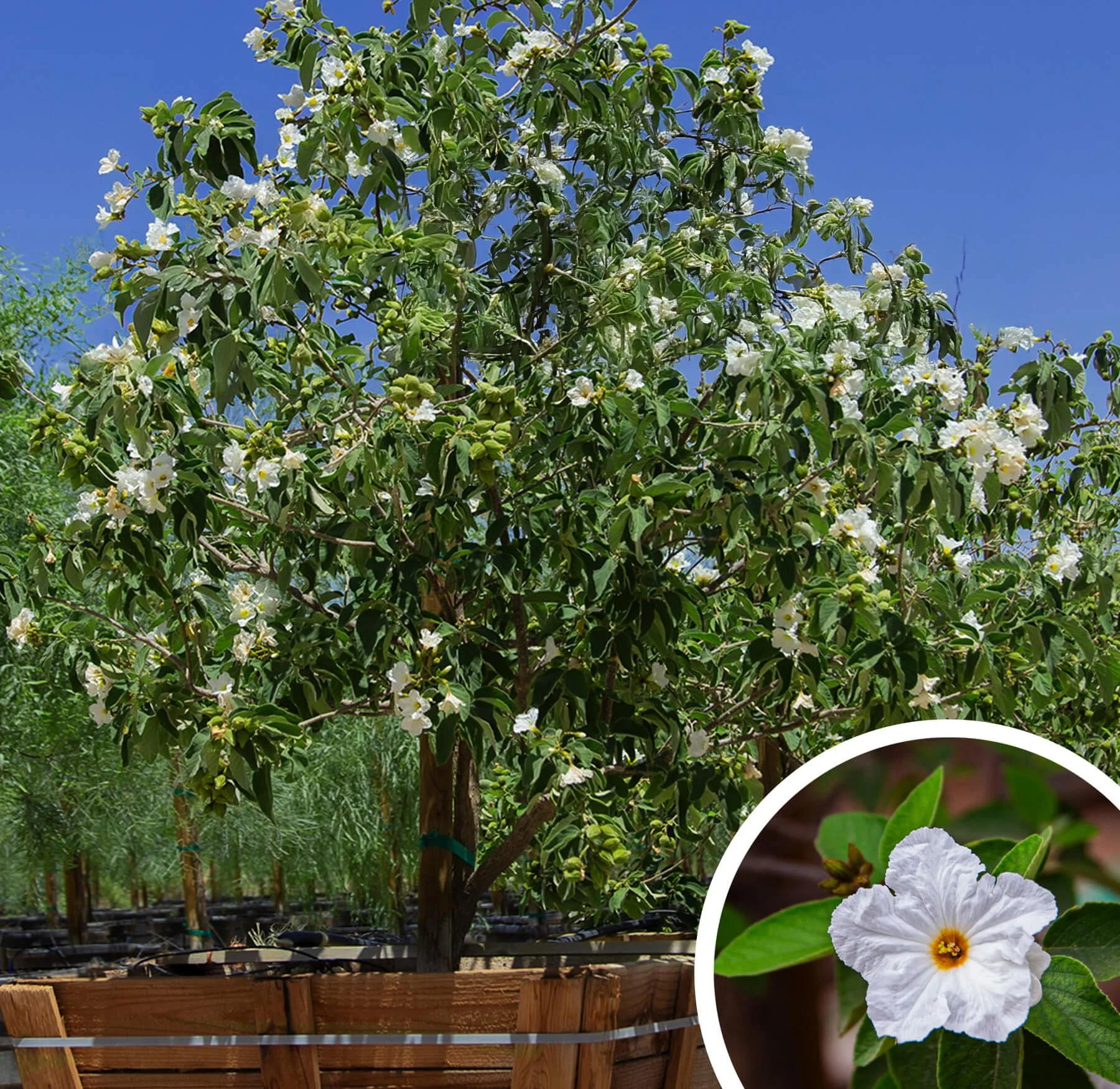 Cordia-boissieri.jpg