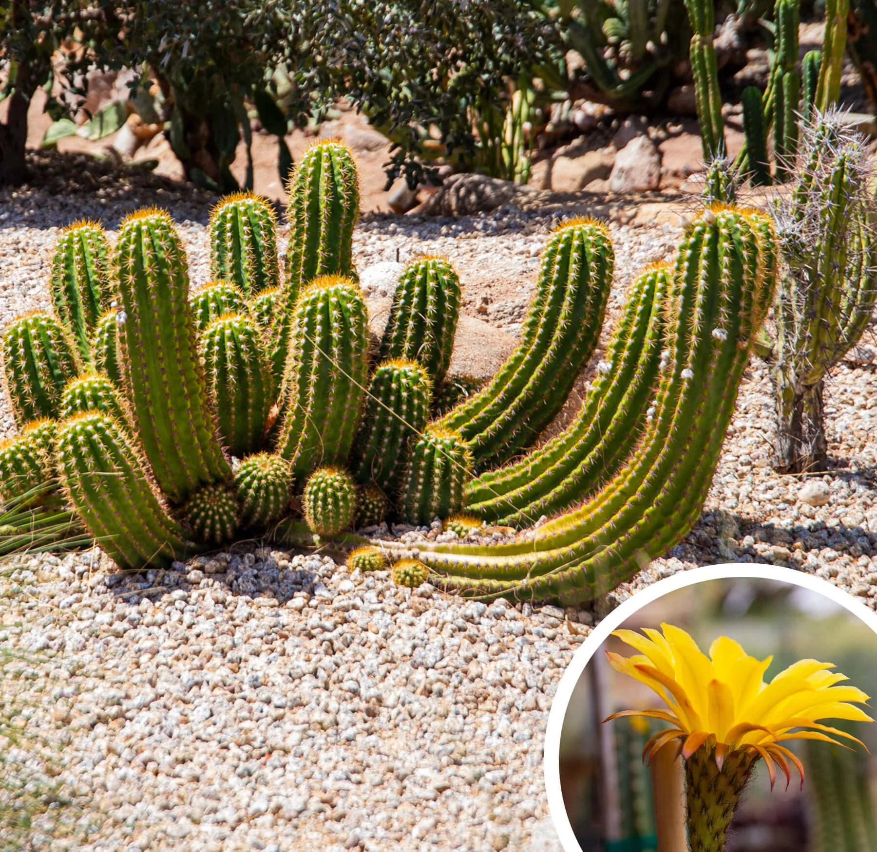 Echinopsis-candican.jpg
