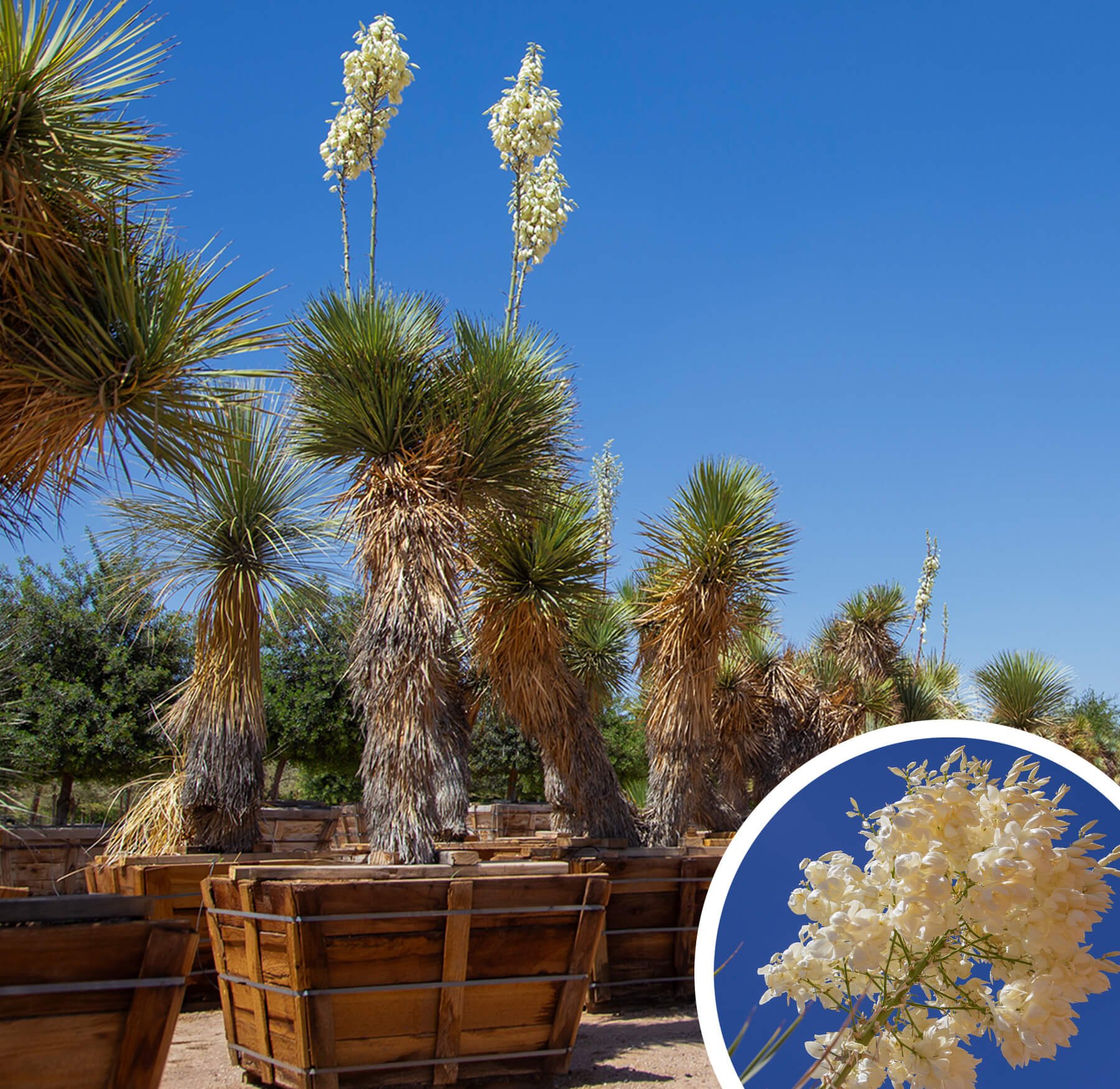 Yucca-thompsoniana.jpg