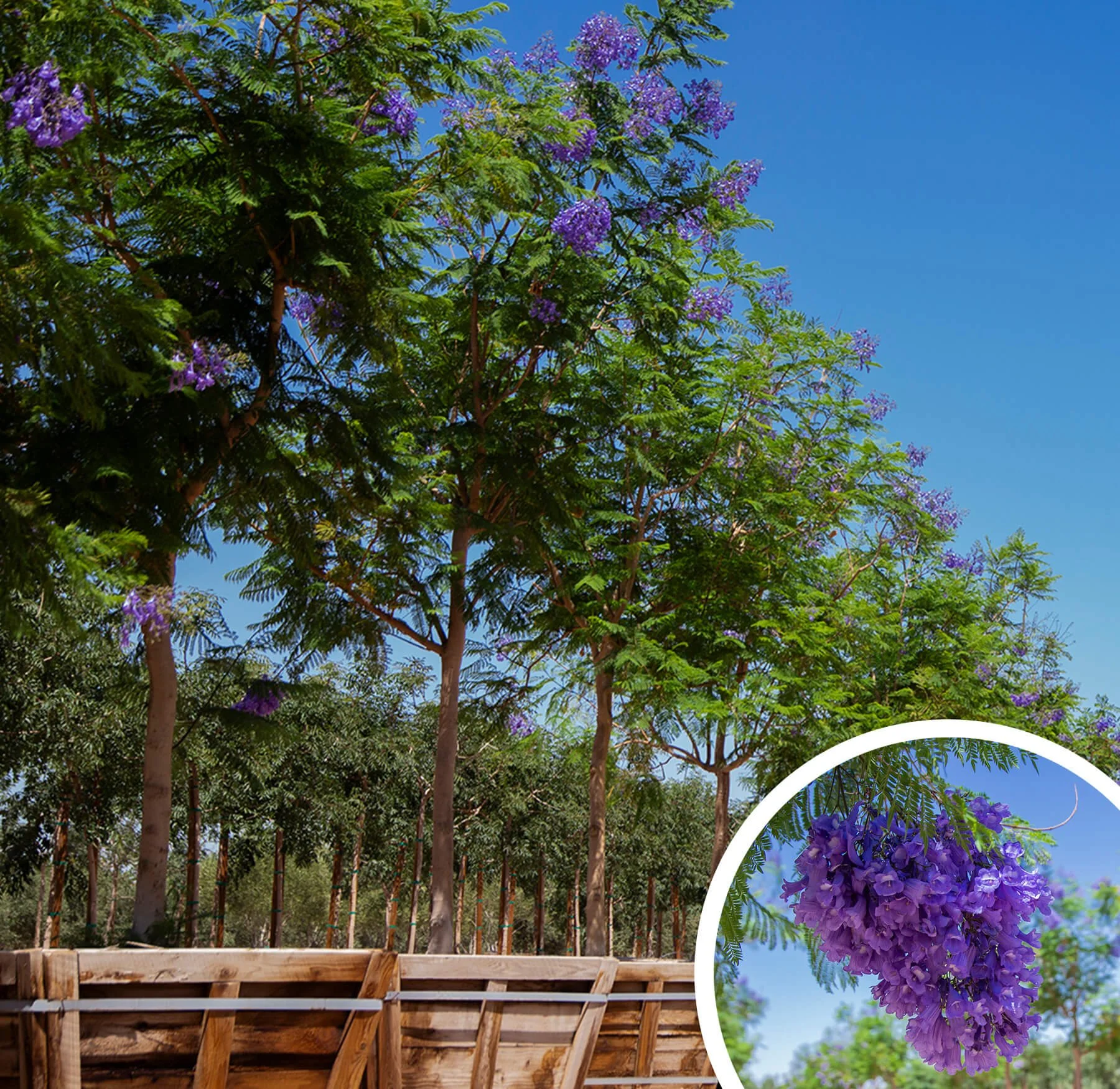 Jacaranda-mimosifolia.jpg