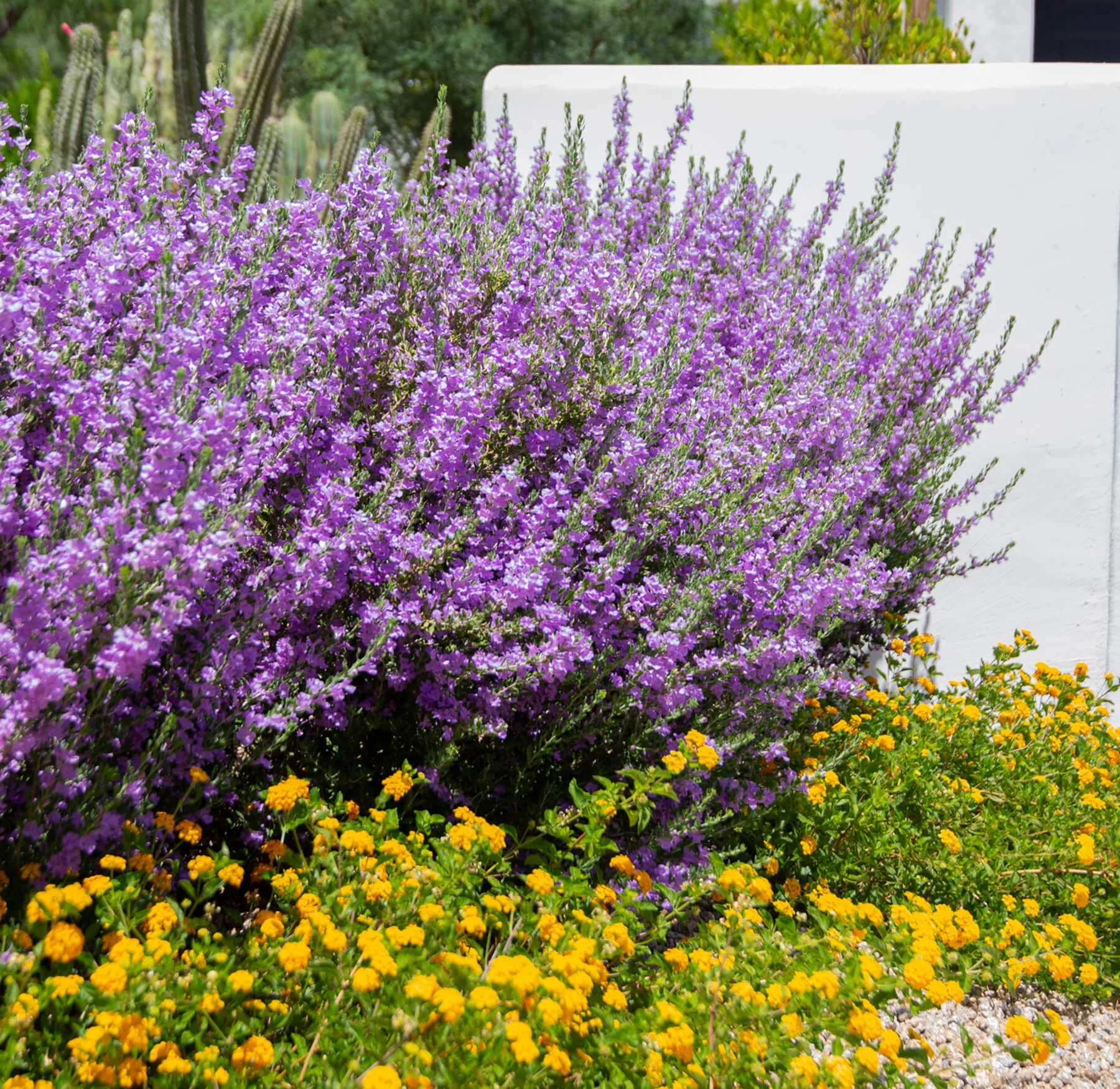 Leucophyllum-frutescens_Heavenly-Cloud.jpg