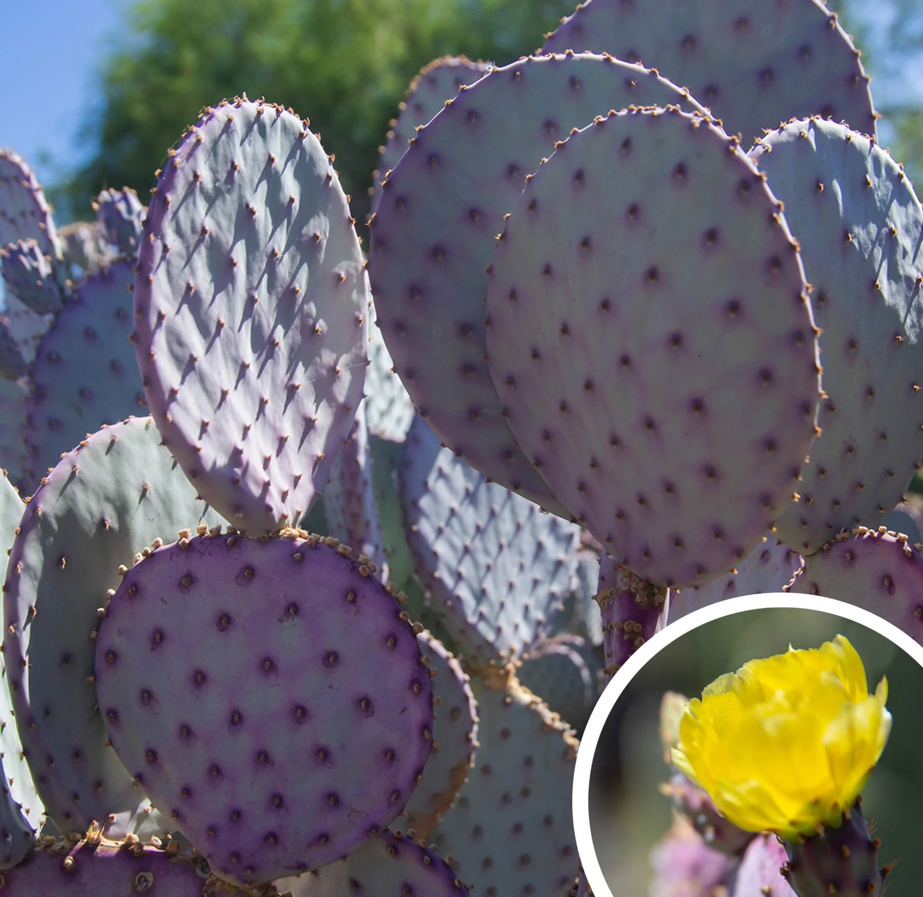 Opuntia_Santa-Rita.jpg