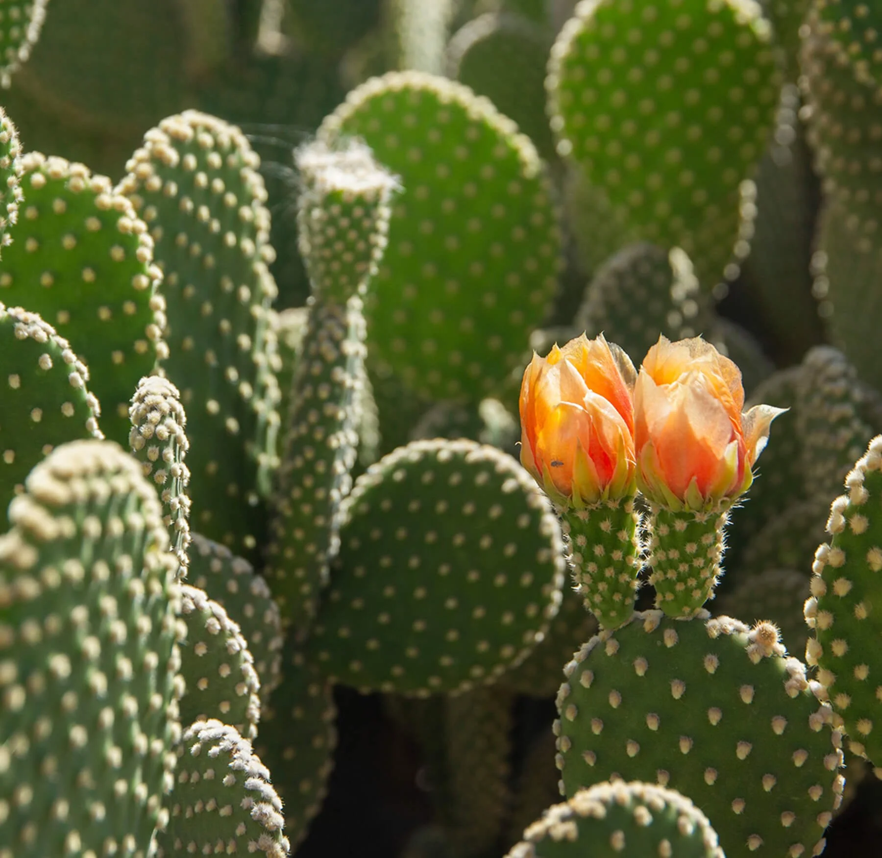 Opuntia-microdasys.jpg