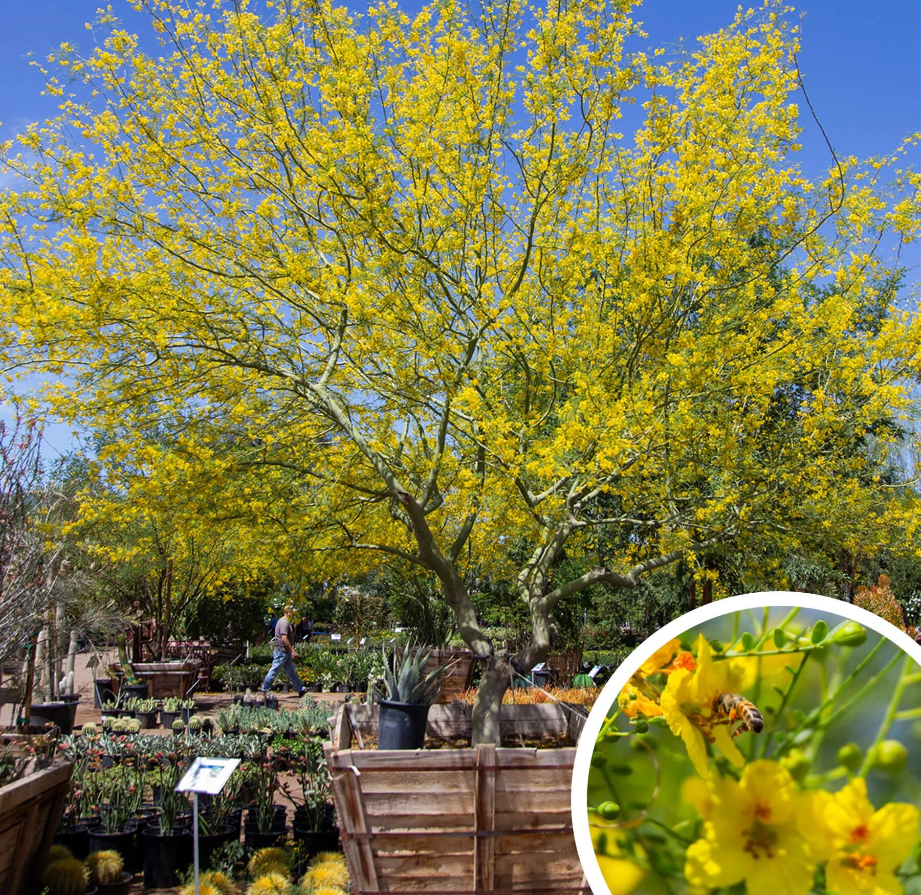 Parkinsonia_Desert-Museum.jpg