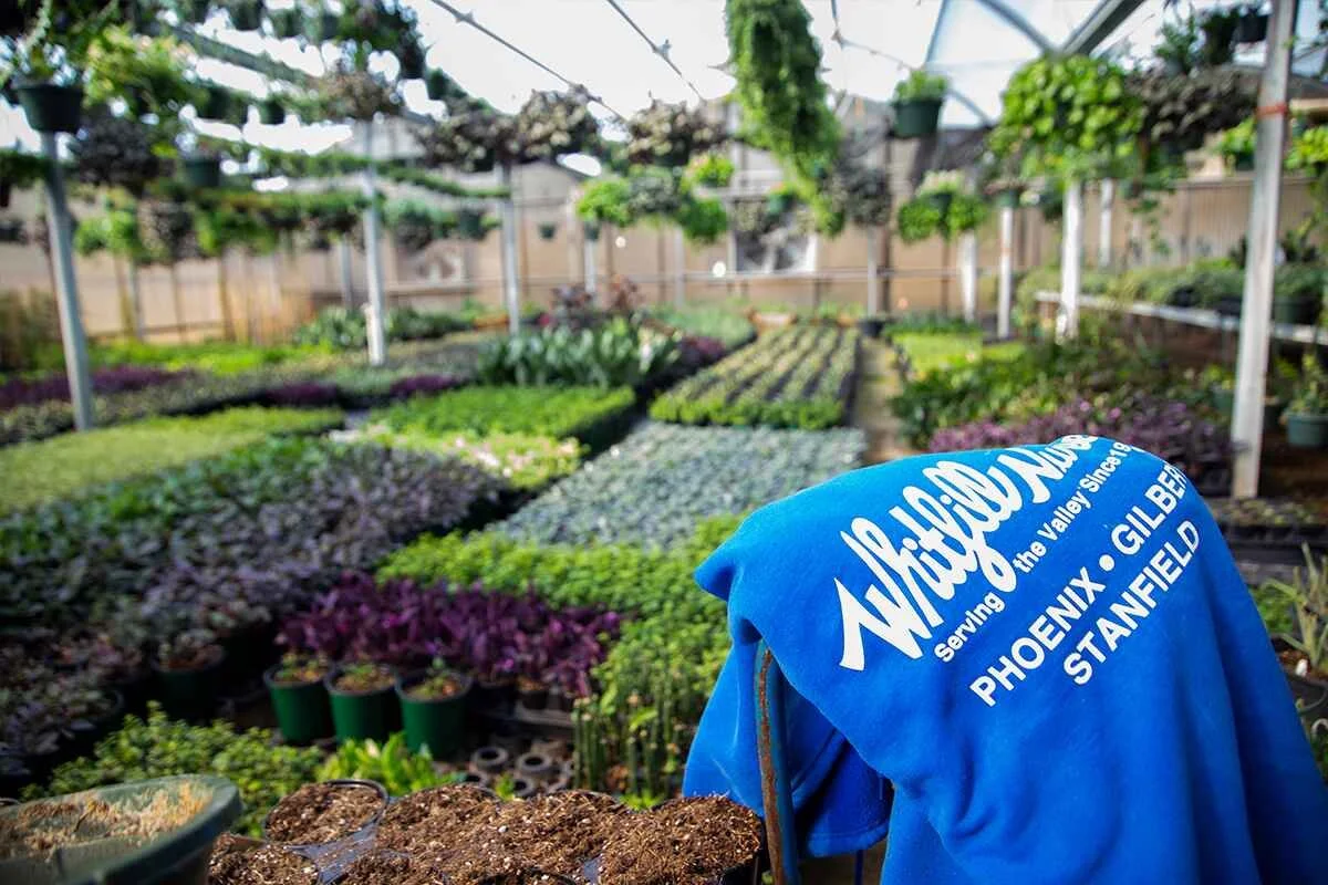 southern-greenhouse-propagating-sweatshirt-1.jpg