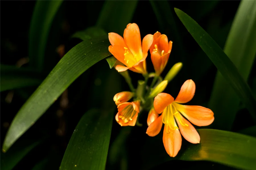Lilly, one of many exotic flowers on display in the garden