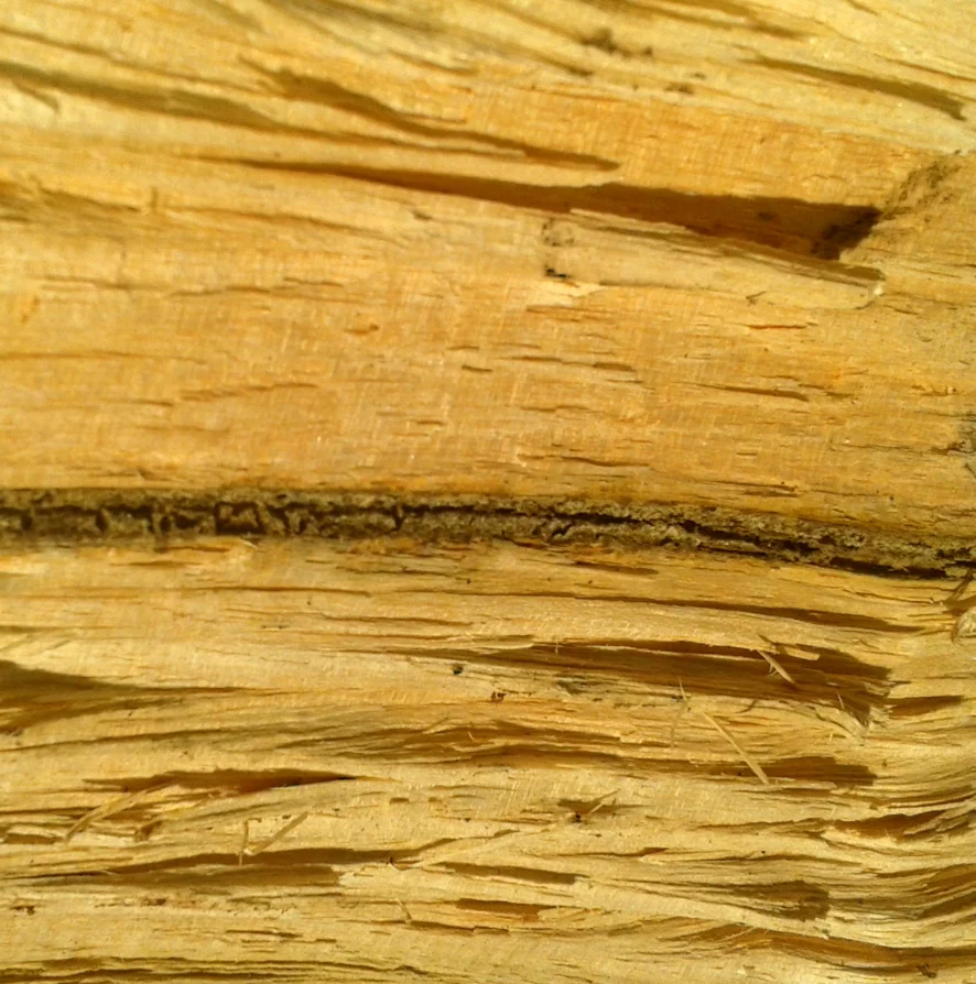 Pine
