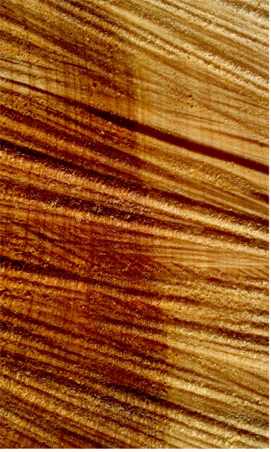Macrocarpa