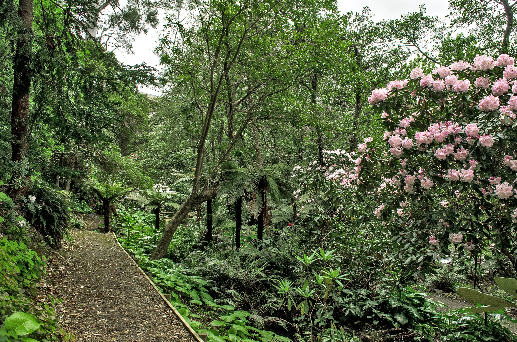 Easily accessible the Rhododendron Walk has a fabulous collection of flowers