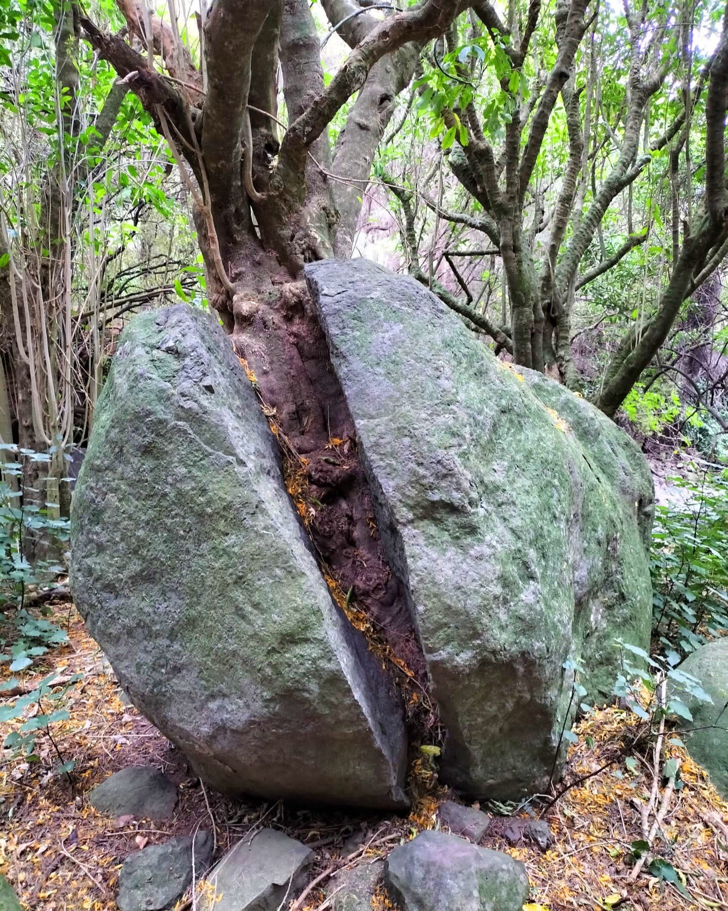 Ever wondered where rock trees come from? Rock seeds of course! A few of these are planted around Big Rock. Check them out when the tracks re-open from October 13th.