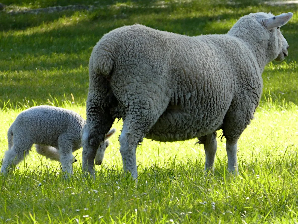 Lambing Season 17/08/26 to 16/10/26