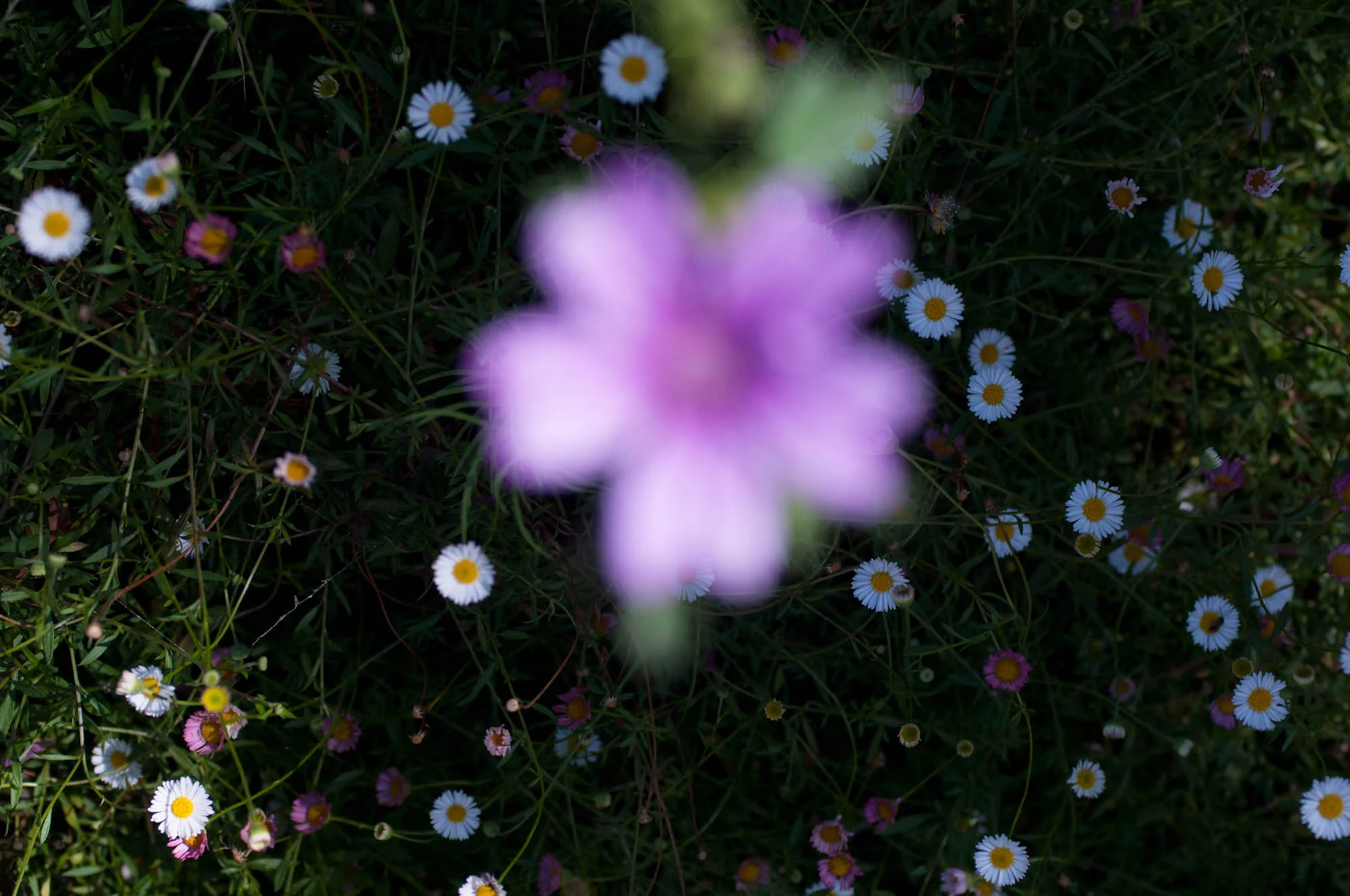 blume_felix_bruengger__DSC4929.jpg