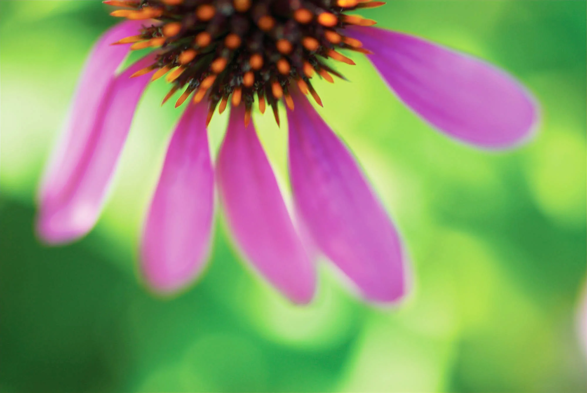 echinacea_purpurea_felix_bruengger__DSC5525master©felix_bruengger.jpg