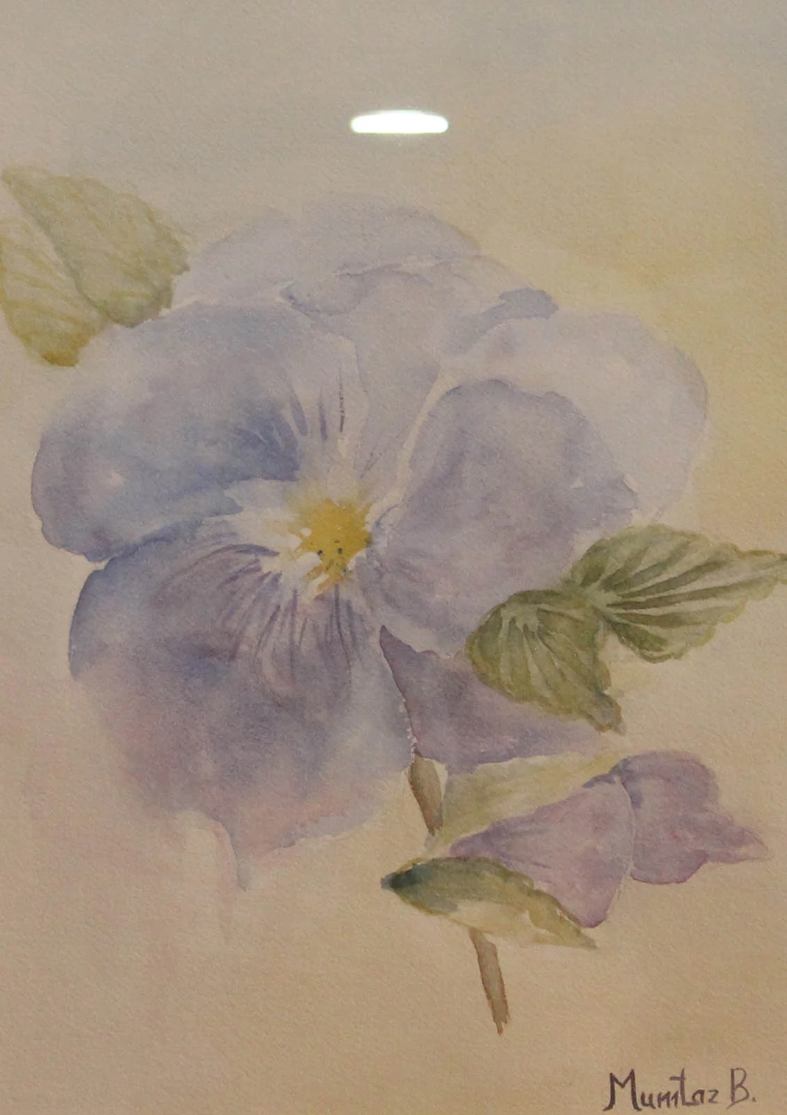 Pansy Colour
