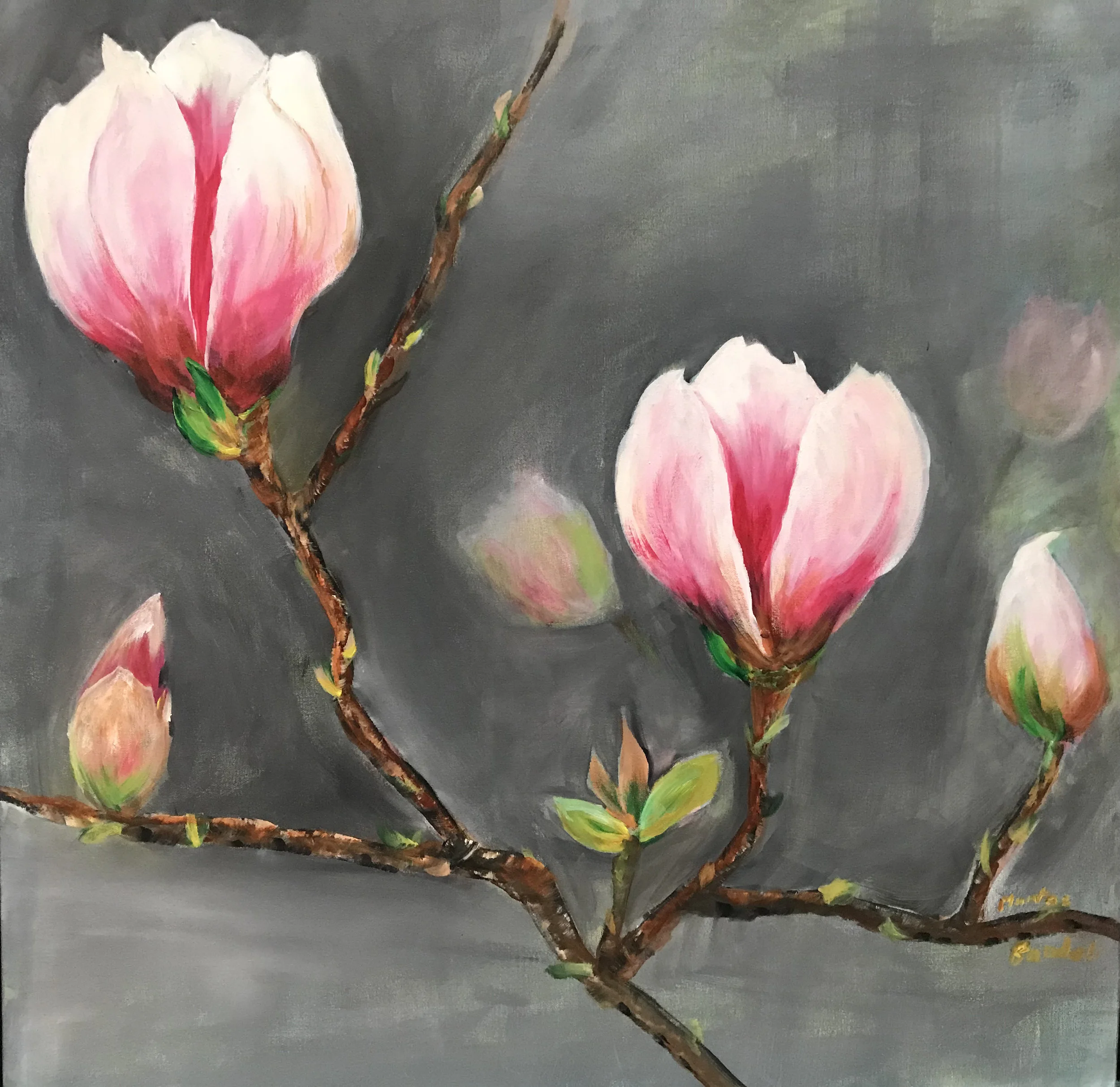 Blooming Magnolias