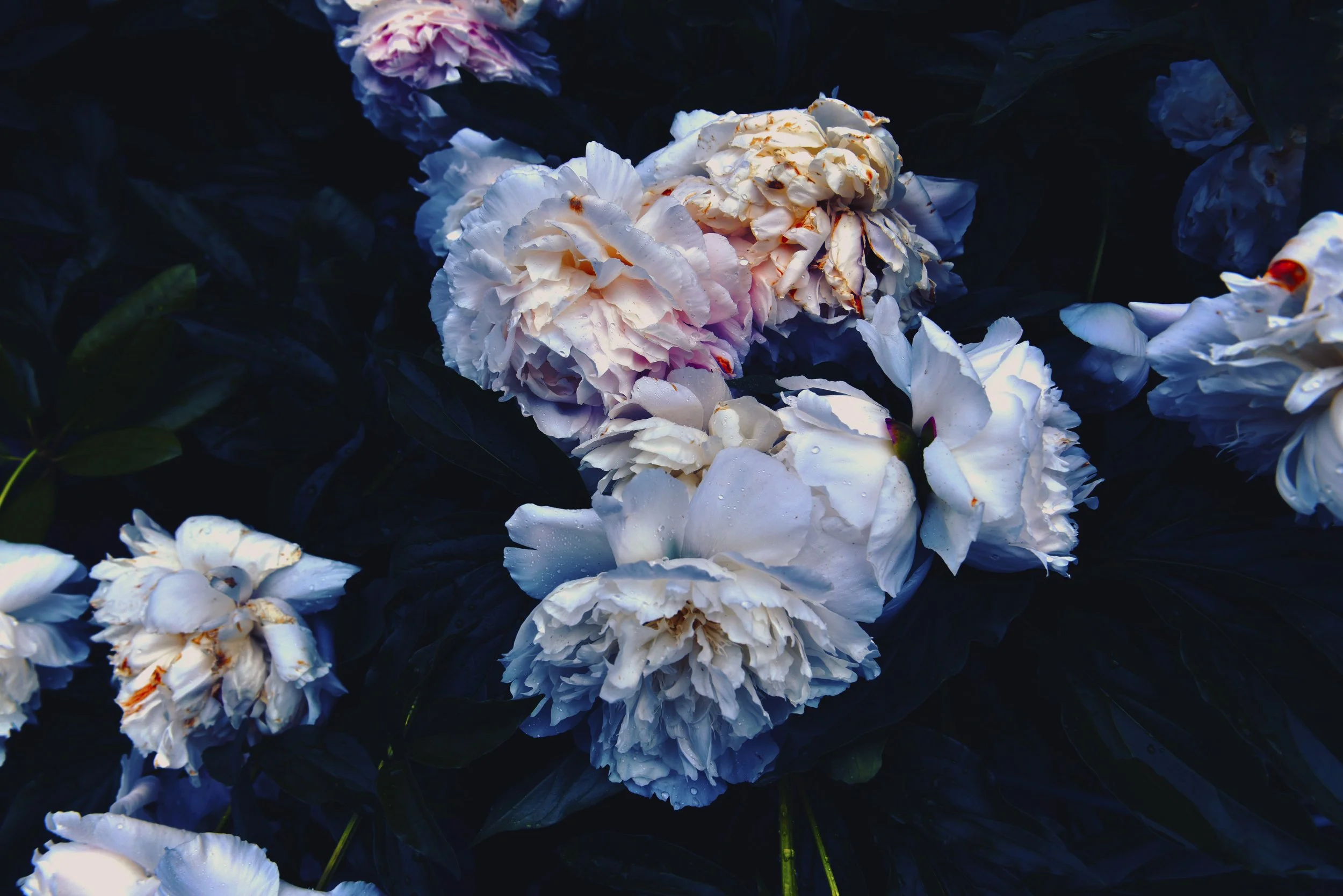 roses2 copy.jpg