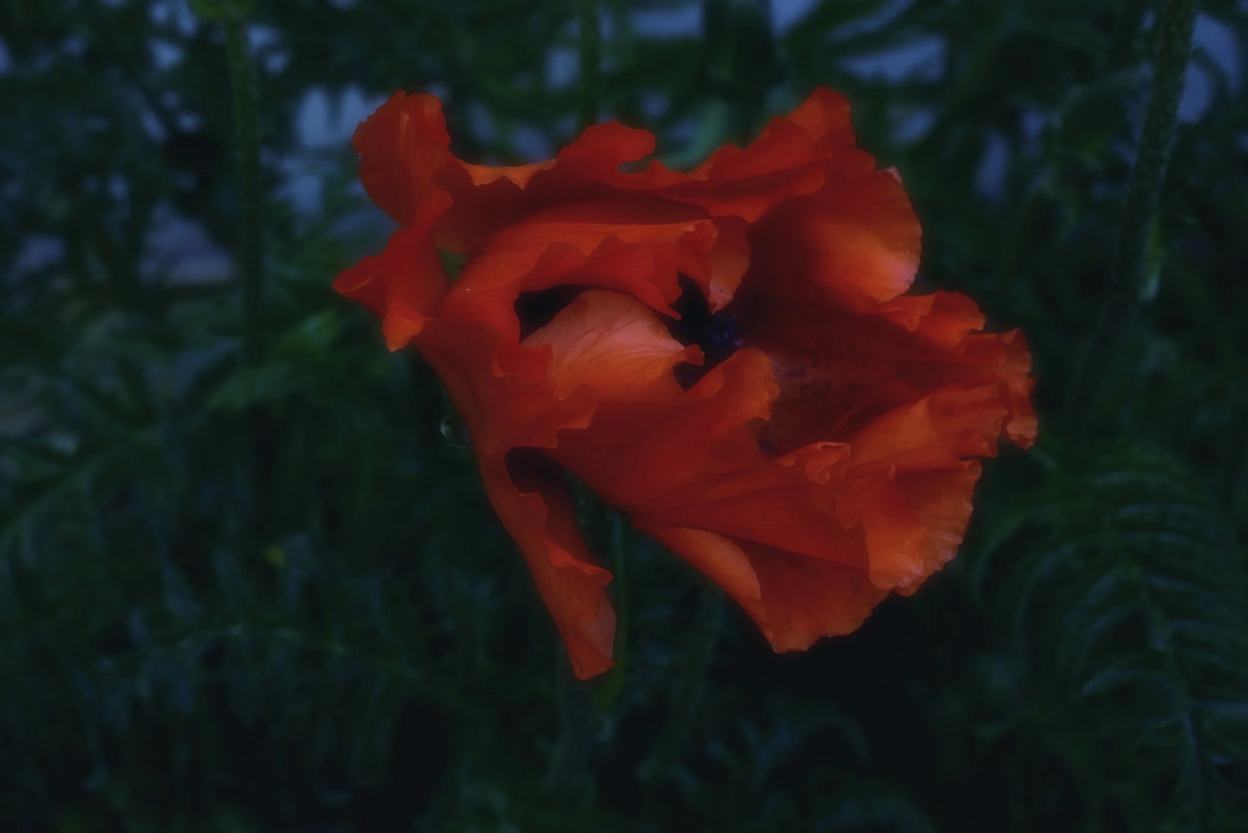 flower5.jpg