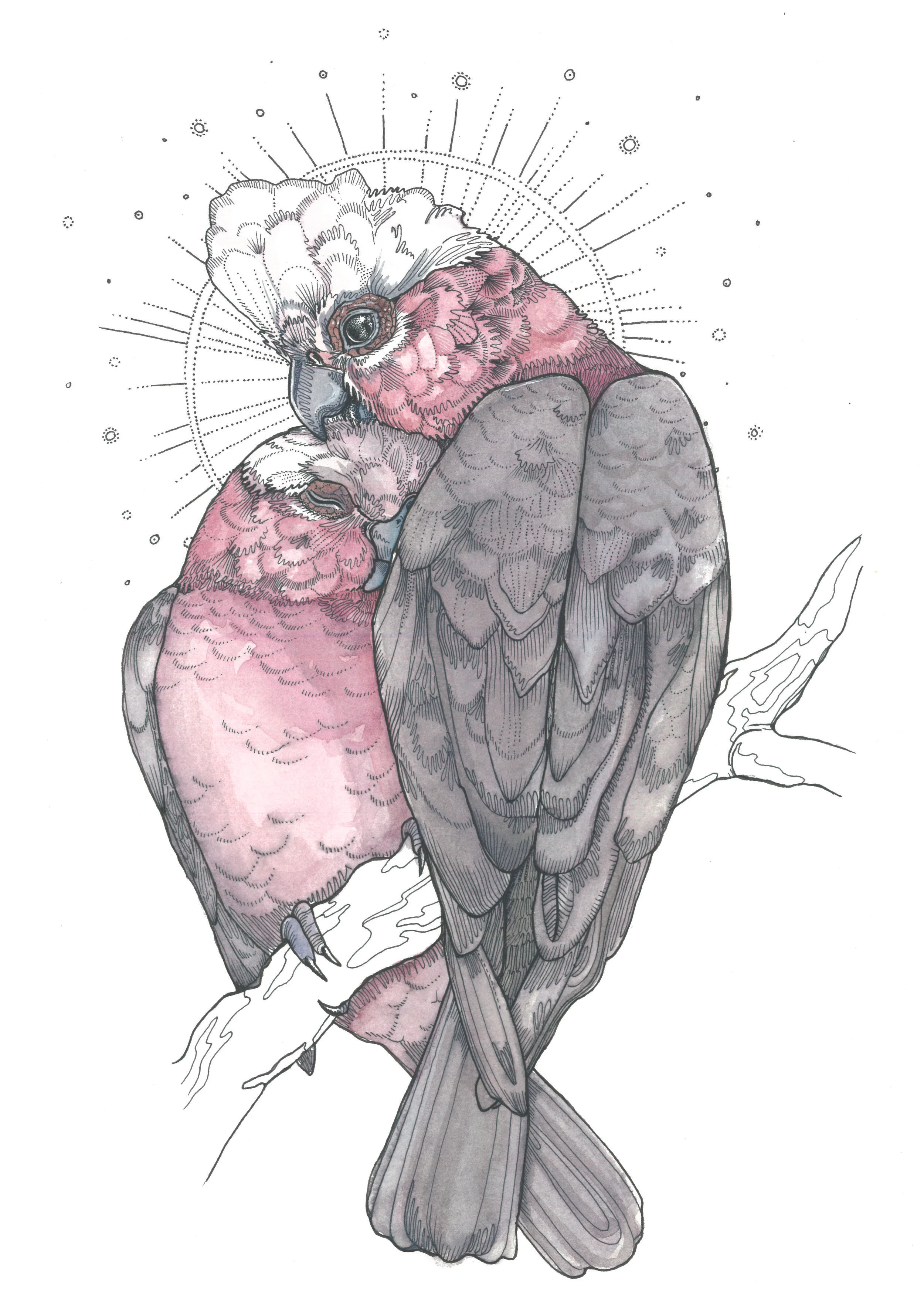 Galahs 2016 Watercolour and Ink on 100% cotton paper