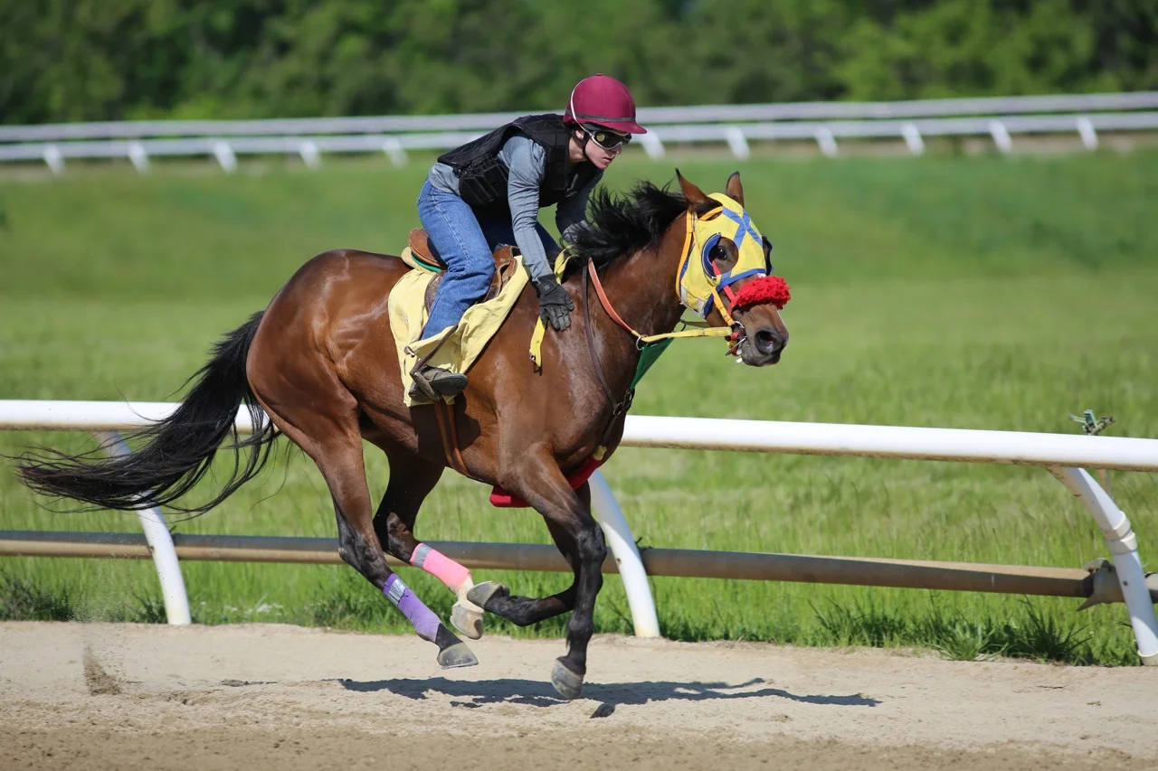 Thoroughbred Horse Racing.jpg