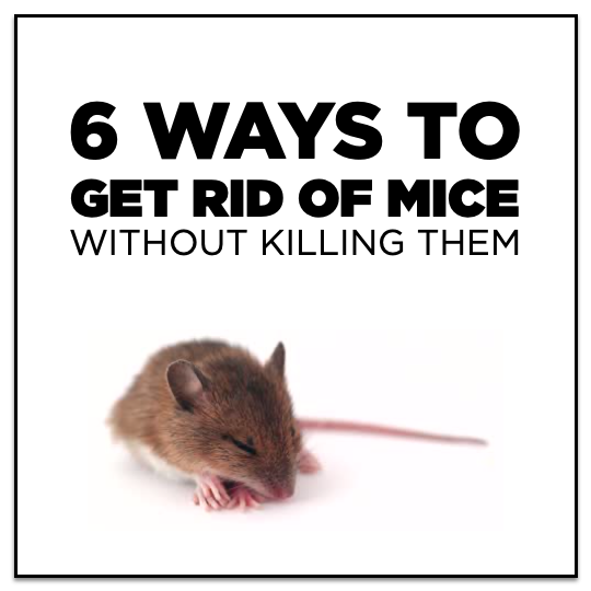 Mice.png